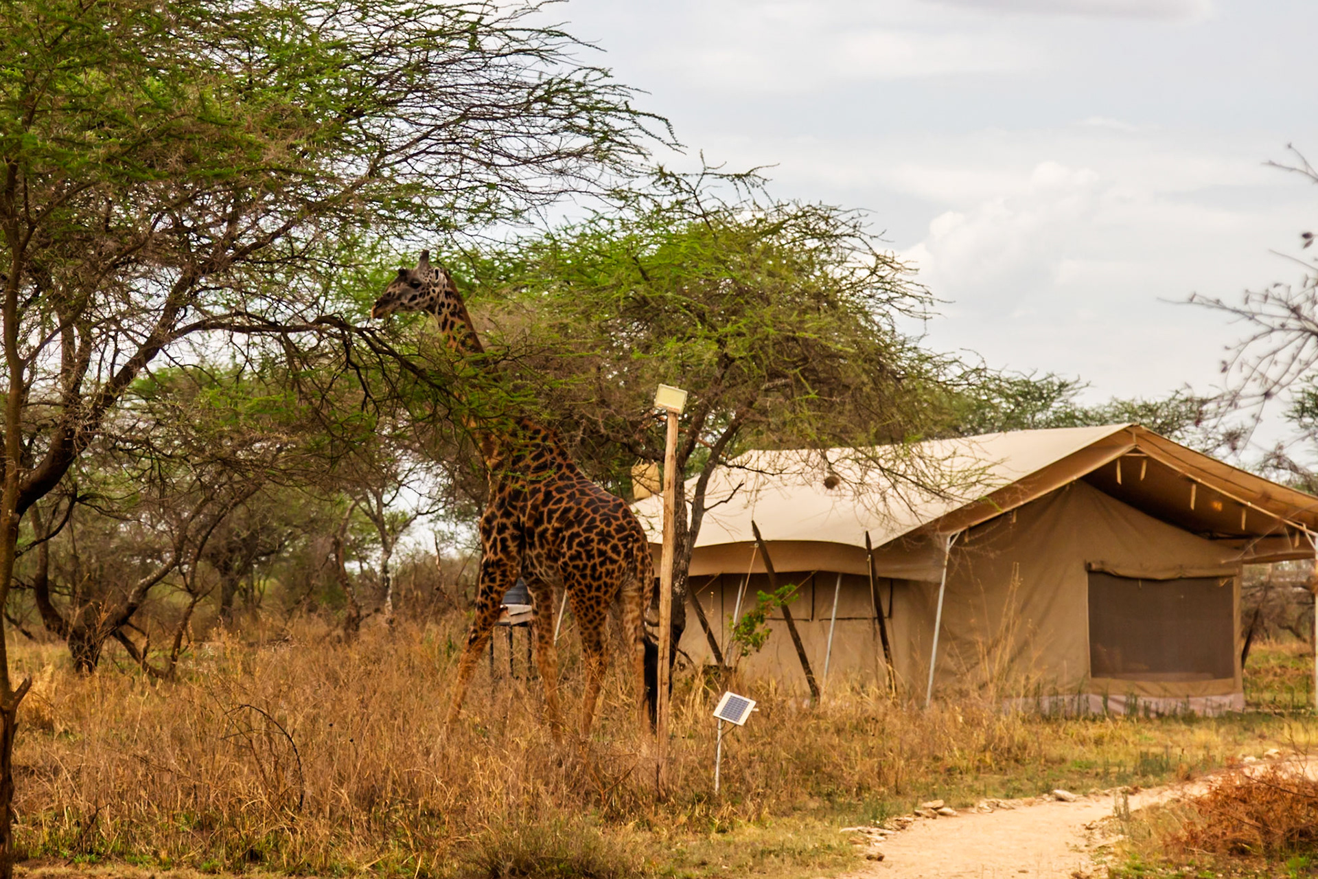 A giraffe eats from a tree near a tent in Serengeti National Park, Tanzania. The giraffe is eating to survive in its natural habitat.