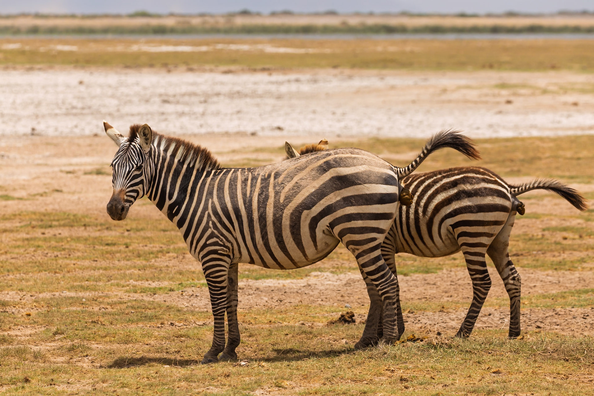 Two zebras stand in Amboseli National Park, Kenya. One zebra is defecating, a natural process for maintaining health.
