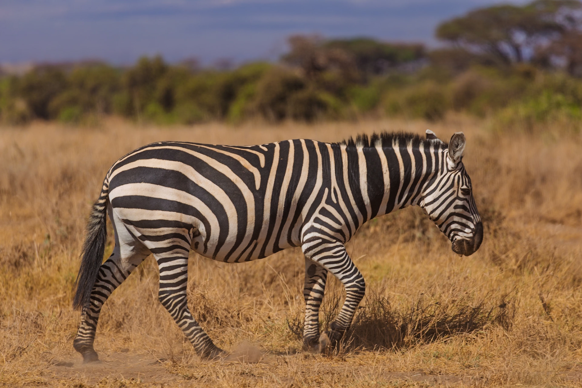 A zebra grazes in Amboseli National Park, Kenya, seeking sustenance in the dry savanna.