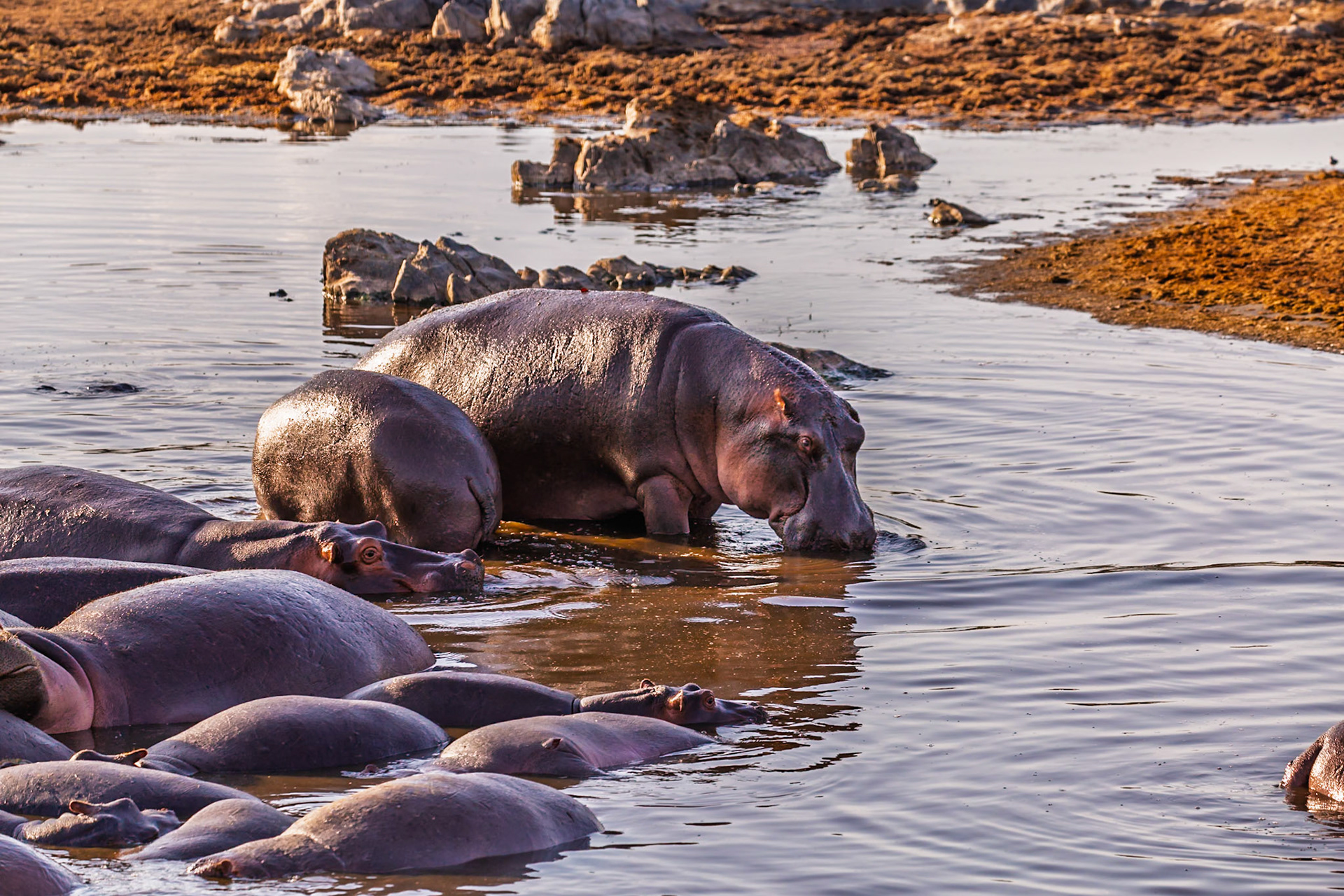 A pod of hippos wallow in the water to stay cool in Serengeti National Park, Tanzania.