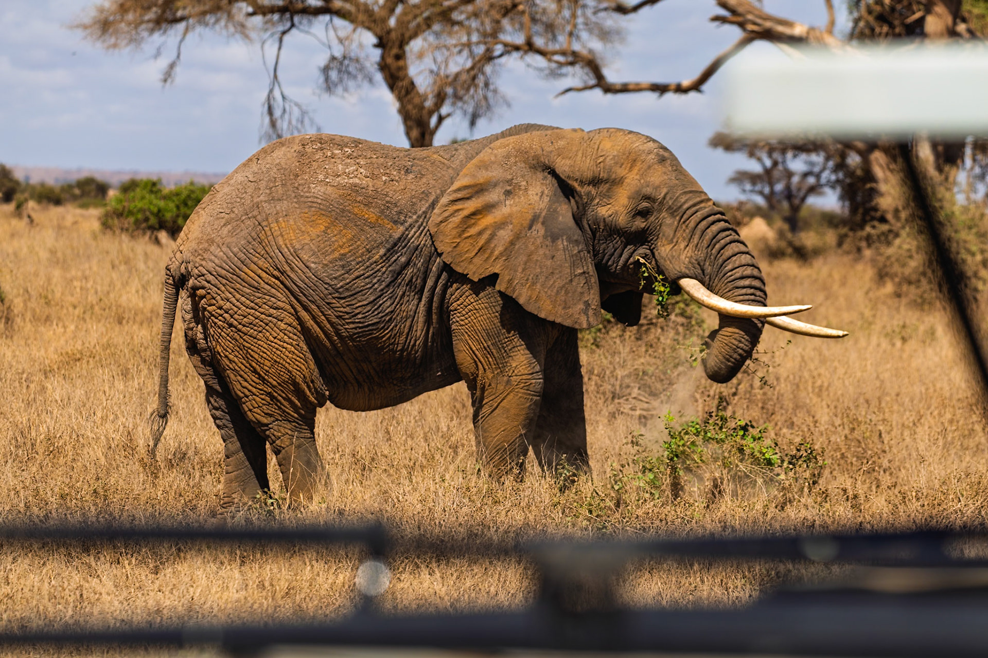 An elephant eats in Amboseli National Park, Kenya. The elephant is eating to sustain itself in its natural habitat.