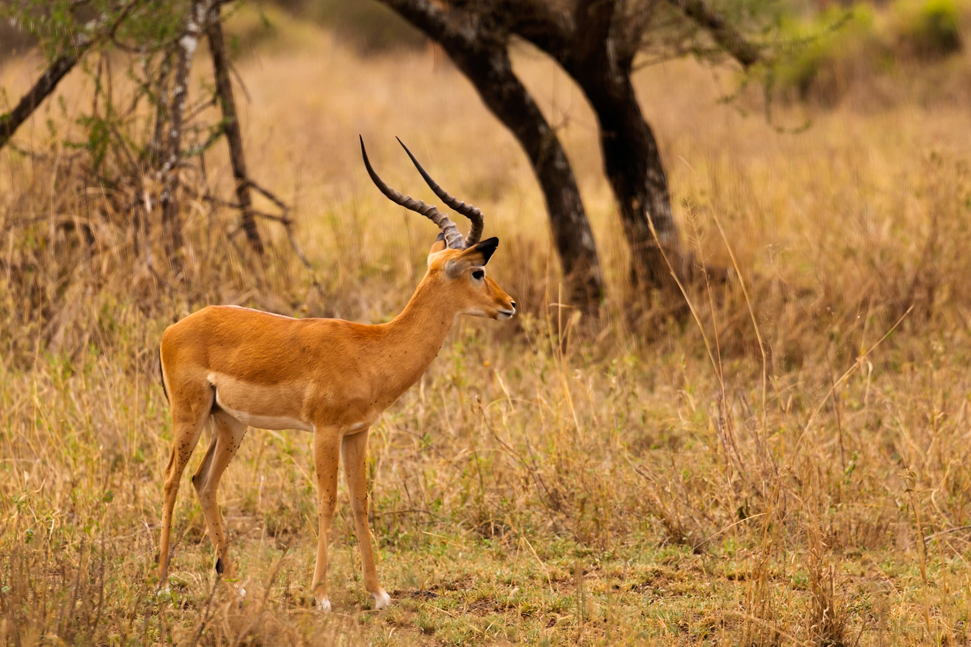 An Impala stands alert in Serengeti National Park, Tanzania, its horns prominent against the dry landscape.