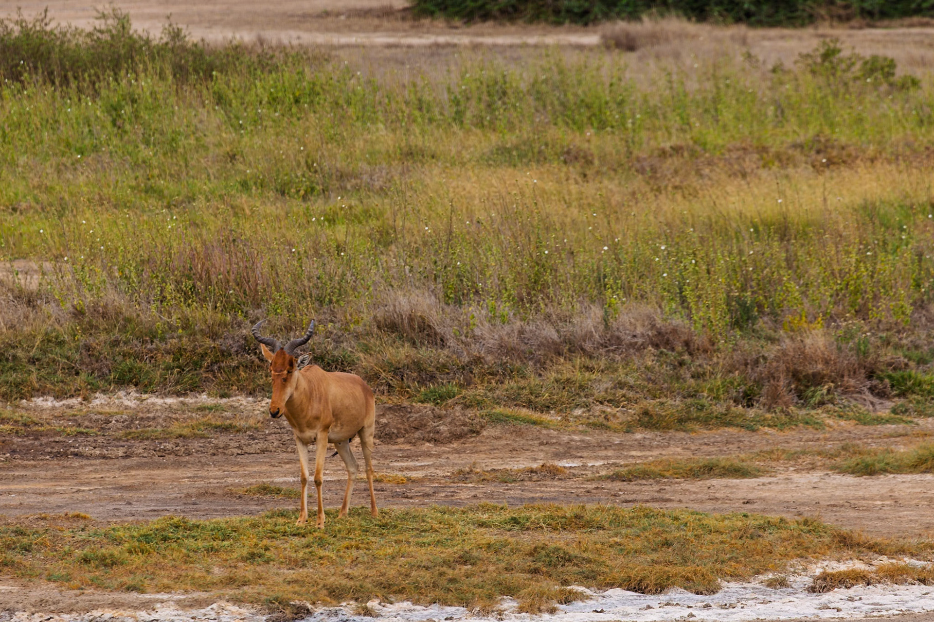 A Hartebeest stands alert in Serengeti National Park, Tanzania, its horns prominent against the grassy landscape.