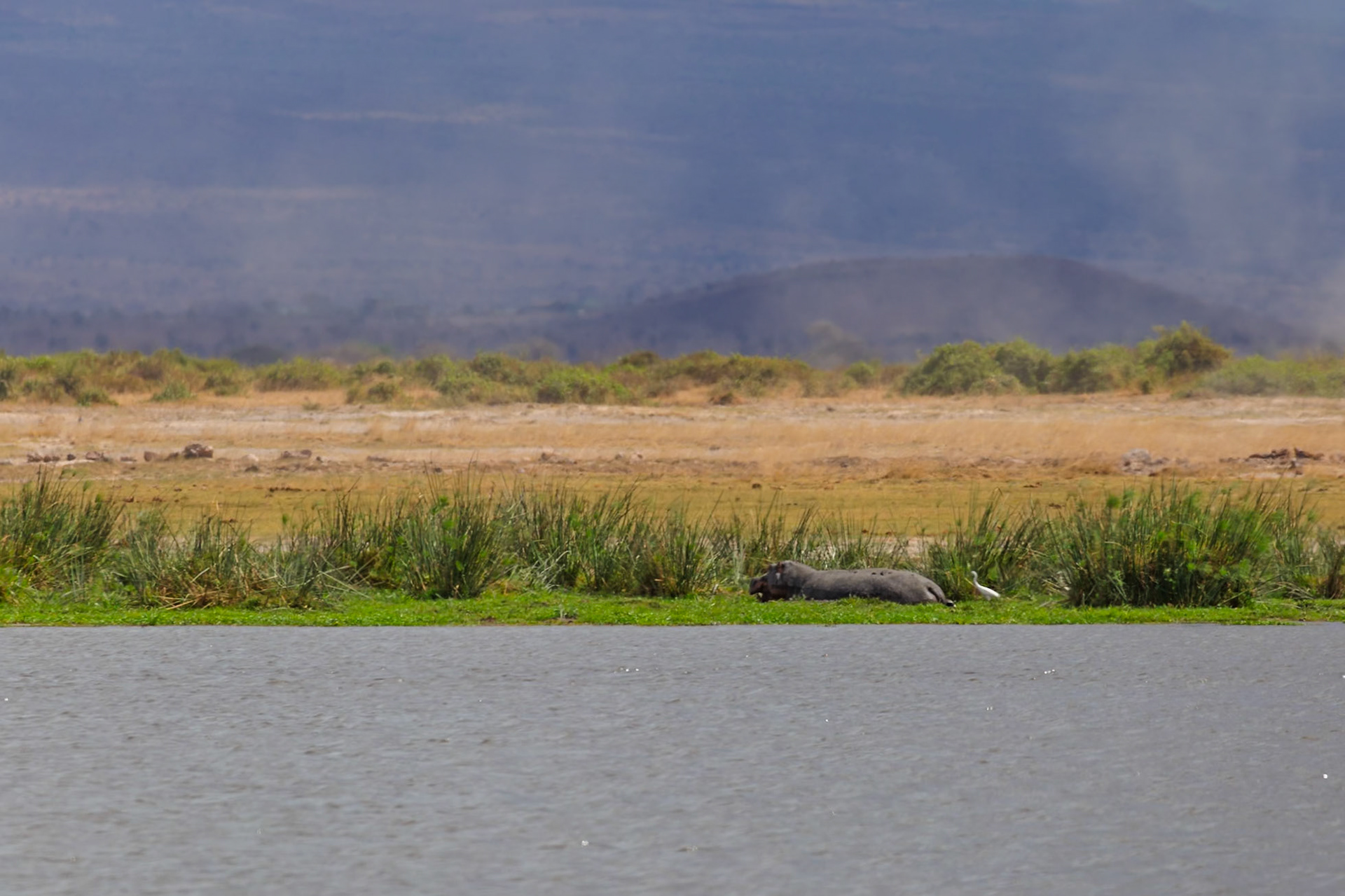 A hippo rests on the shore of Amboseli National Park in Kenya, with a bird nearby.