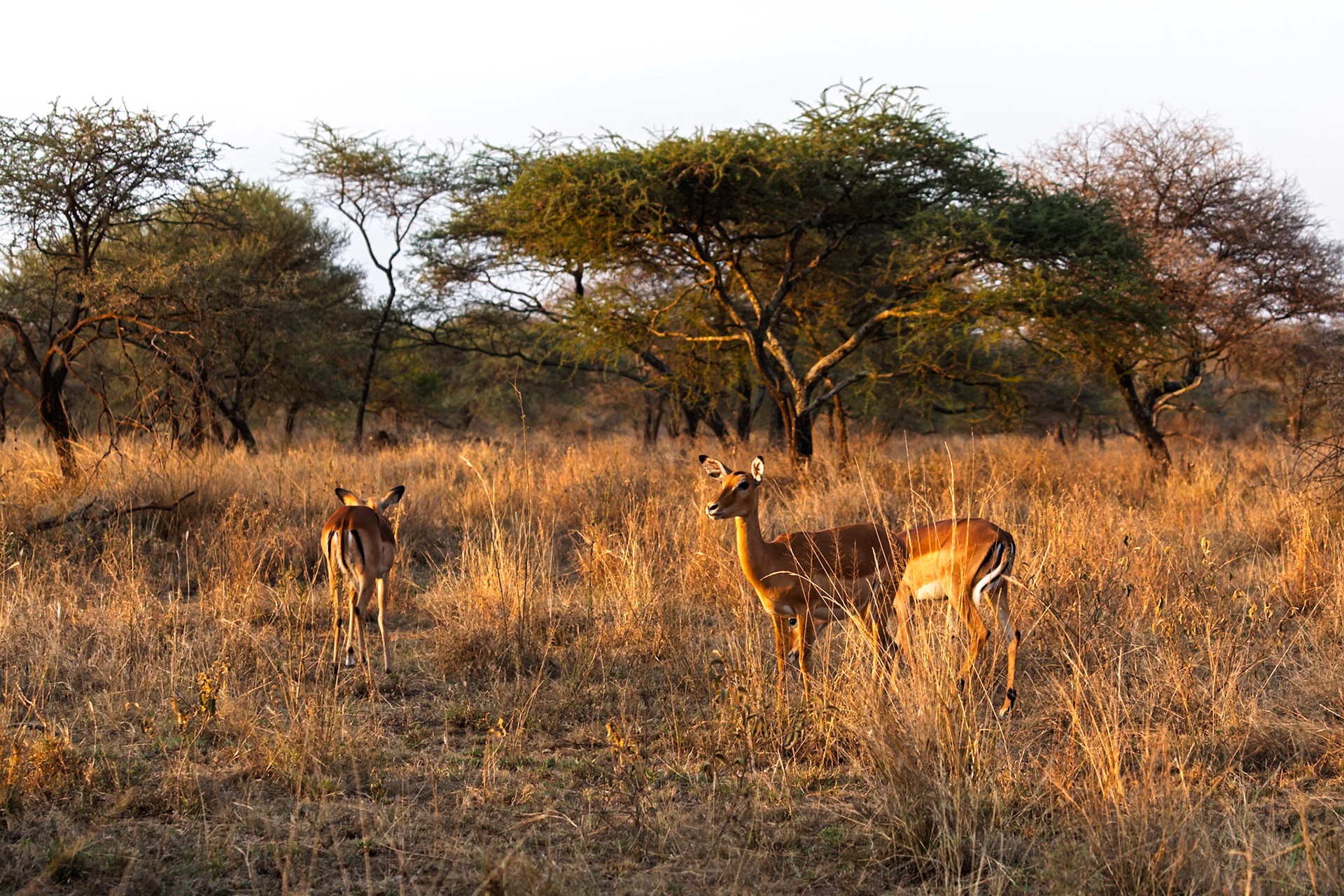 Two impala graze in the Serengeti National Park, Tanzania, seeking food and safety in the tall grasses.