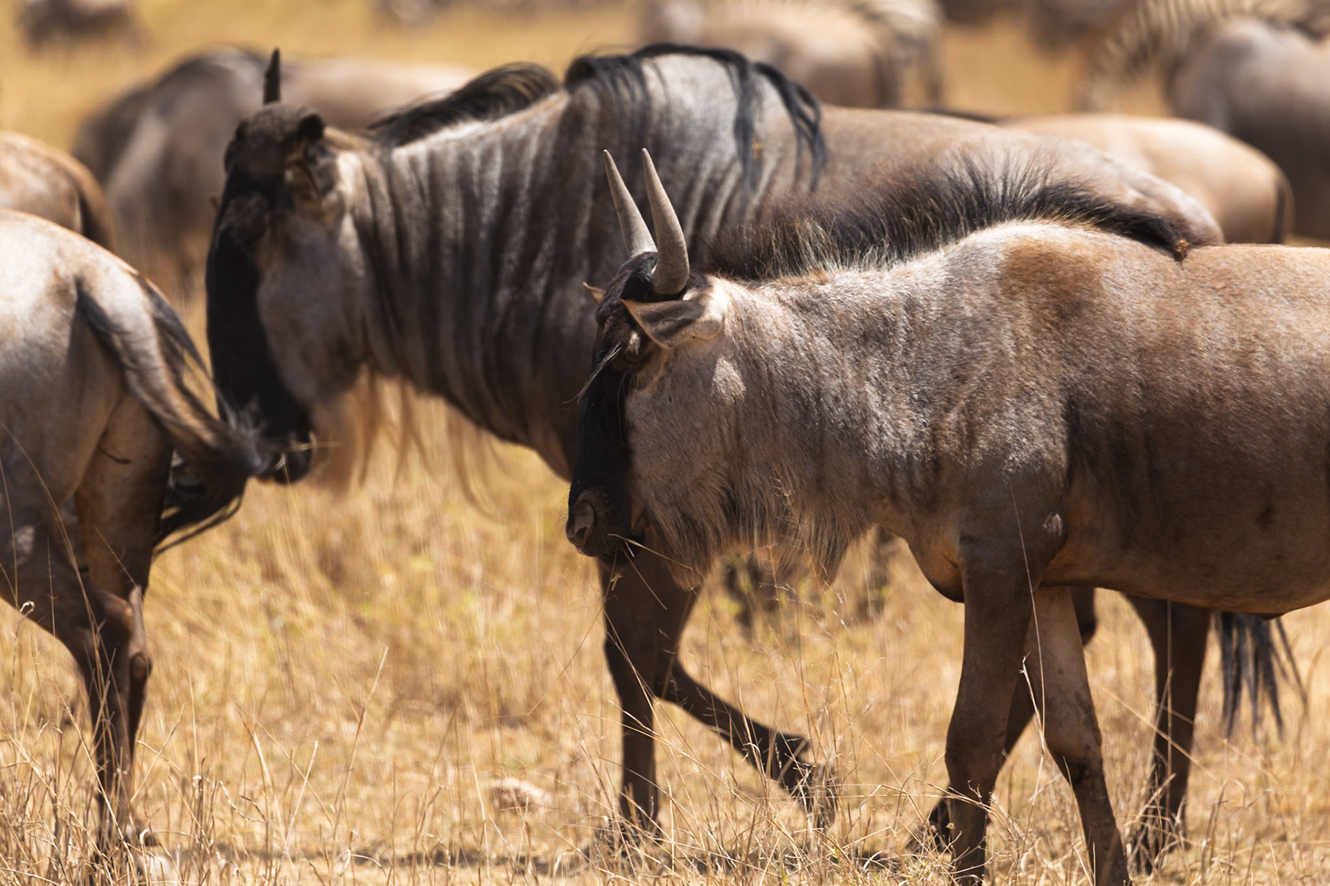 Wildebeest migrate through Amboseli National Park, Kenya, searching for grazing.