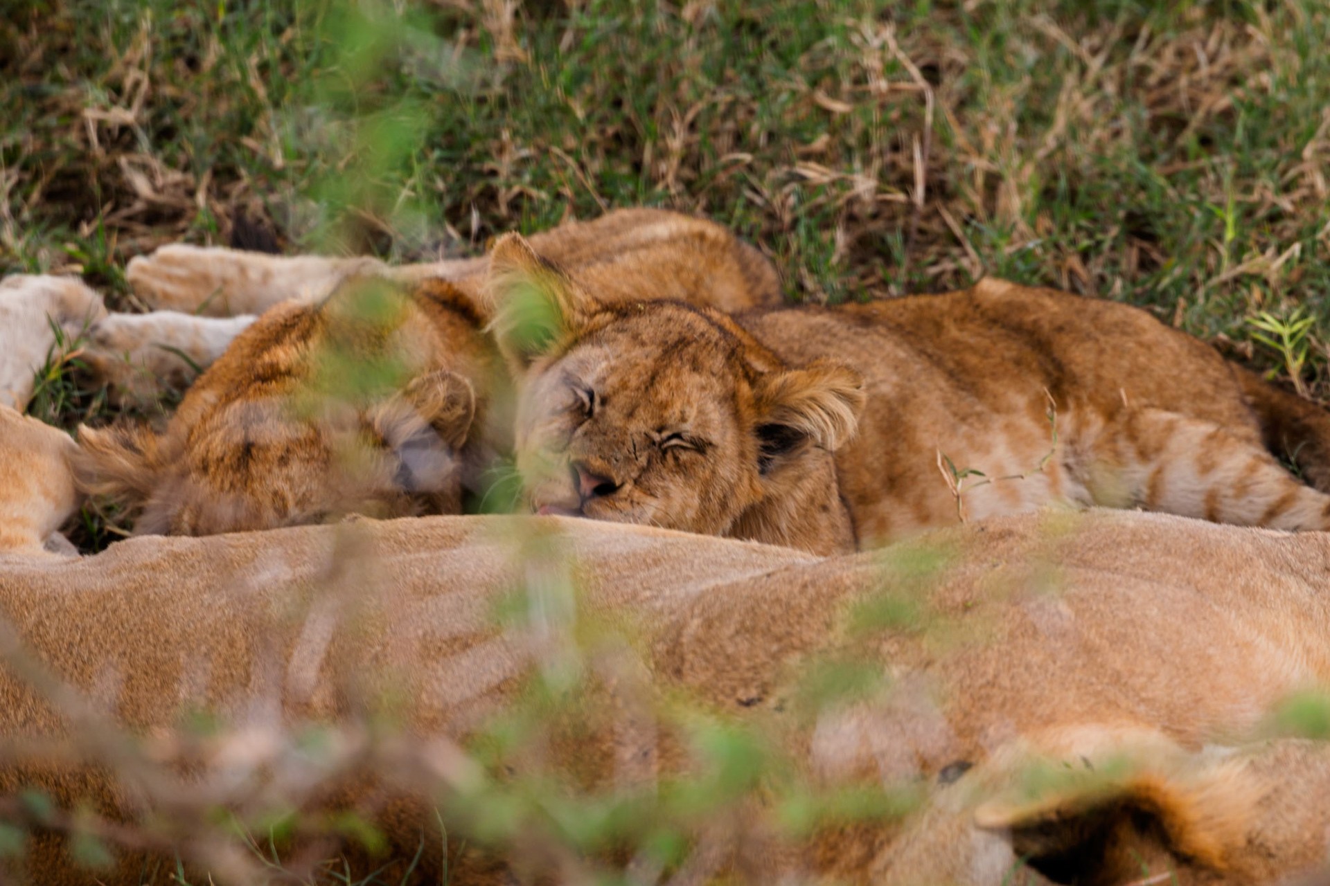 Lion cubs nap on their mother in Serengeti National Park, Tanzania. They are resting after playing.