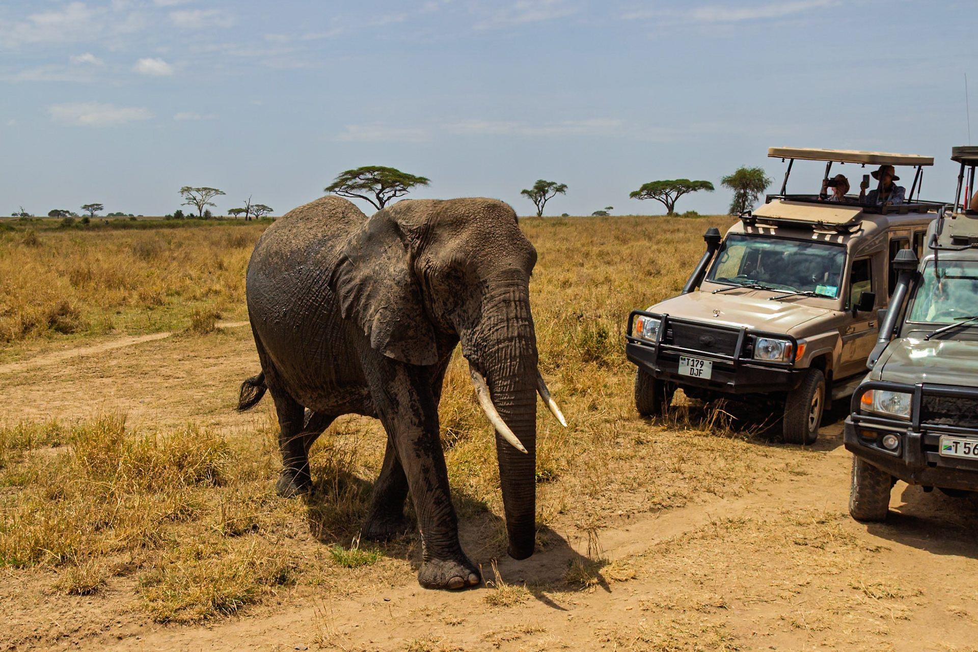 Tourists in Serengeti National Park, Tanzania, observe an elephant from safari vehicles for wildlife viewing.