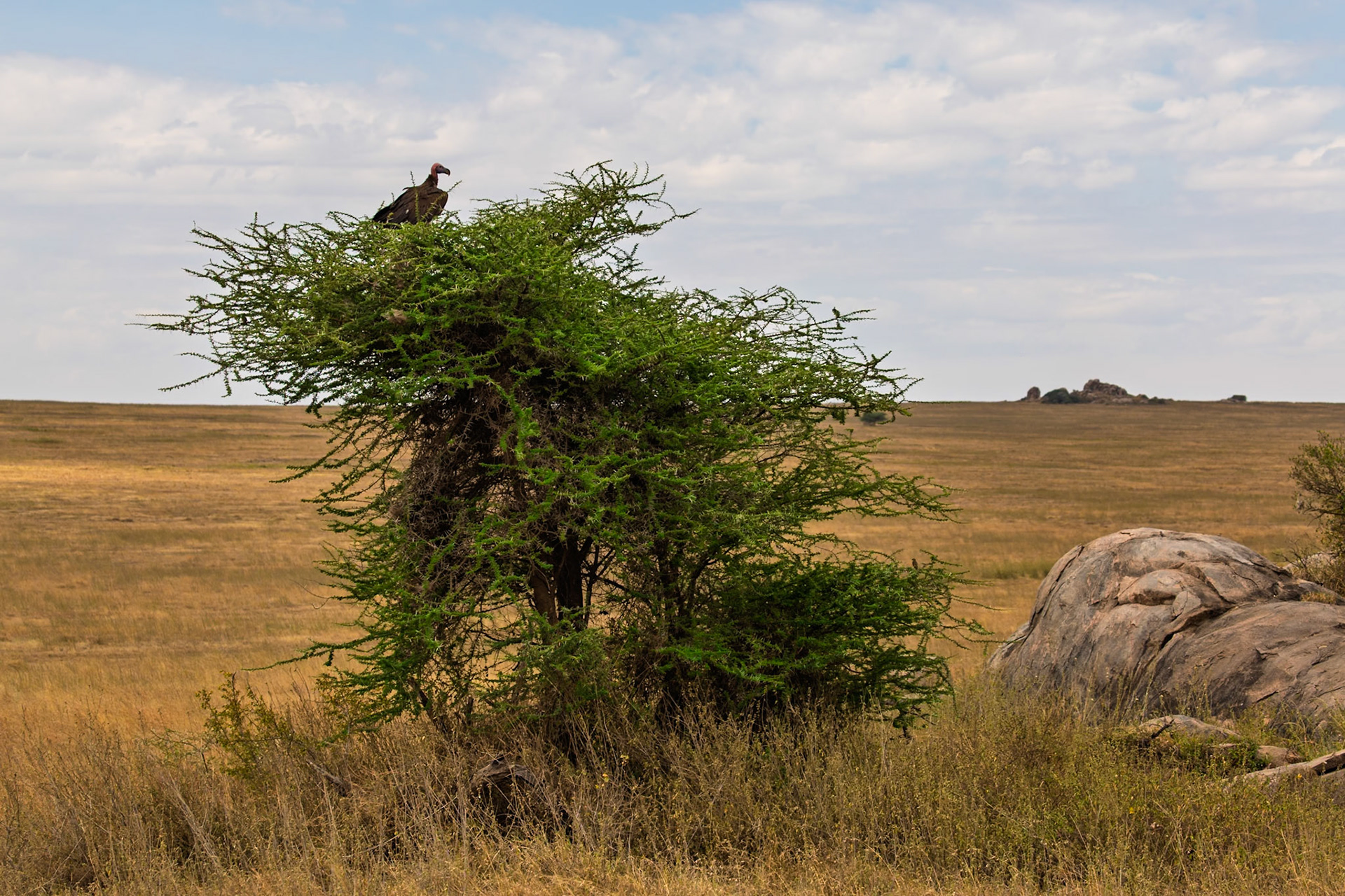 A Lappet-faced vulture perches atop a tree in Tanzania's Serengeti National Park, surveying the landscape for its next meal.