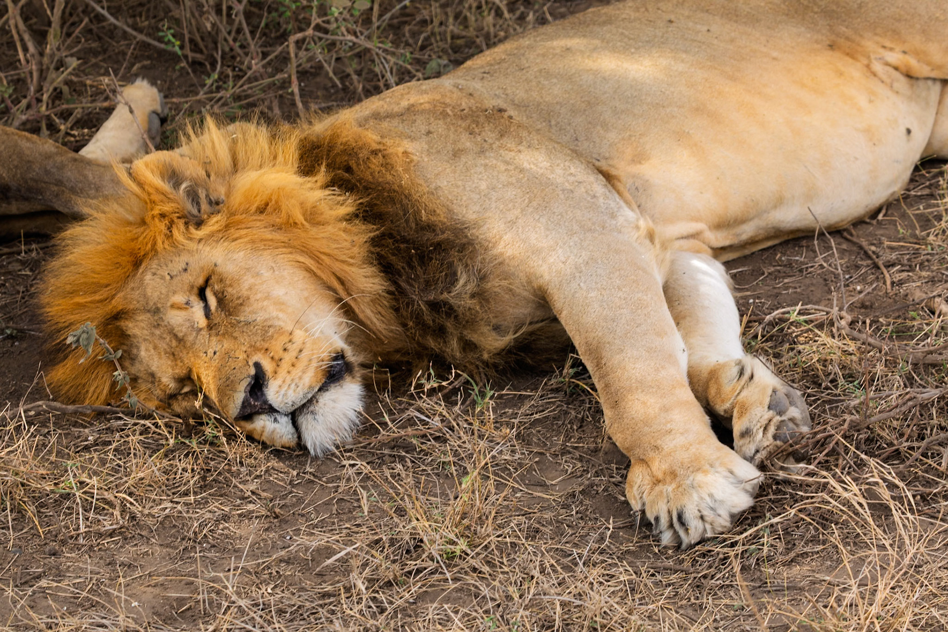 A male lion sleeps in Serengeti National Park, Tanzania. Lions sleep up to 20 hours a day to conserve energy for hunting and protecting their territory.