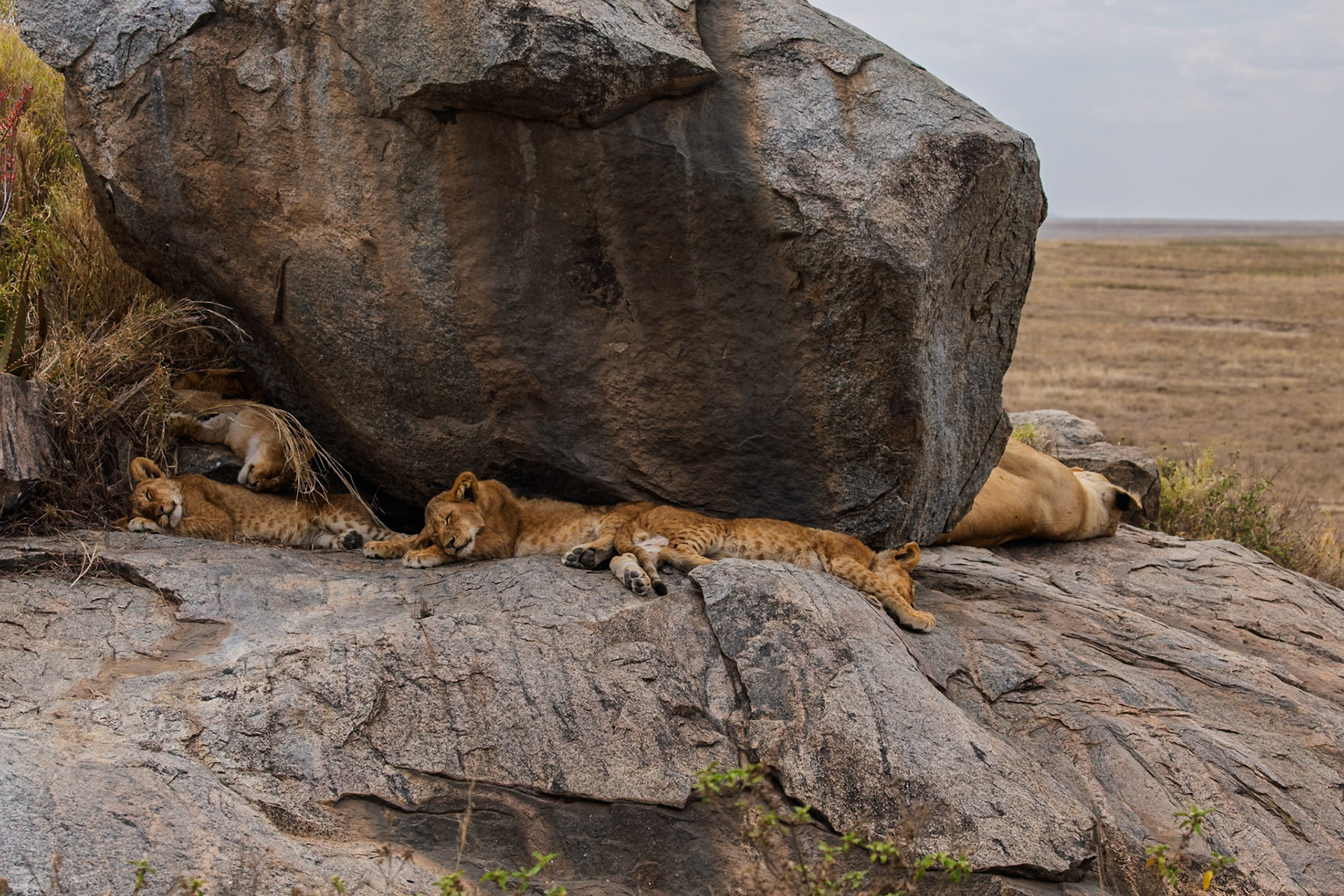 Lion cubs and their mother rest on a rock formation in Tanzania's Serengeti National Park, seeking shade from the African sun.