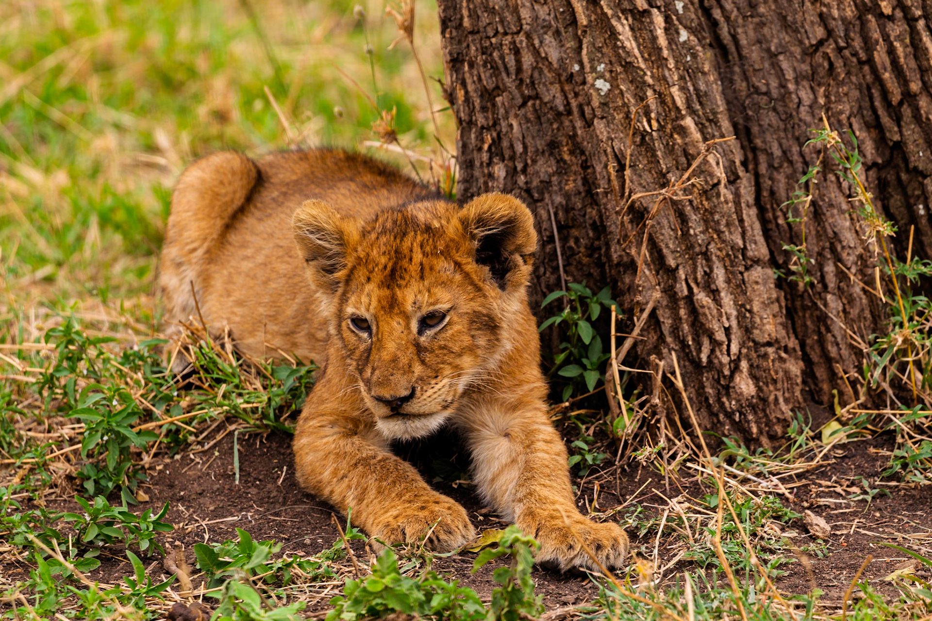 A lion cub rests by a tree in Tanzania's Serengeti National Park. The cub is lying down, likely seeking shade and rest.