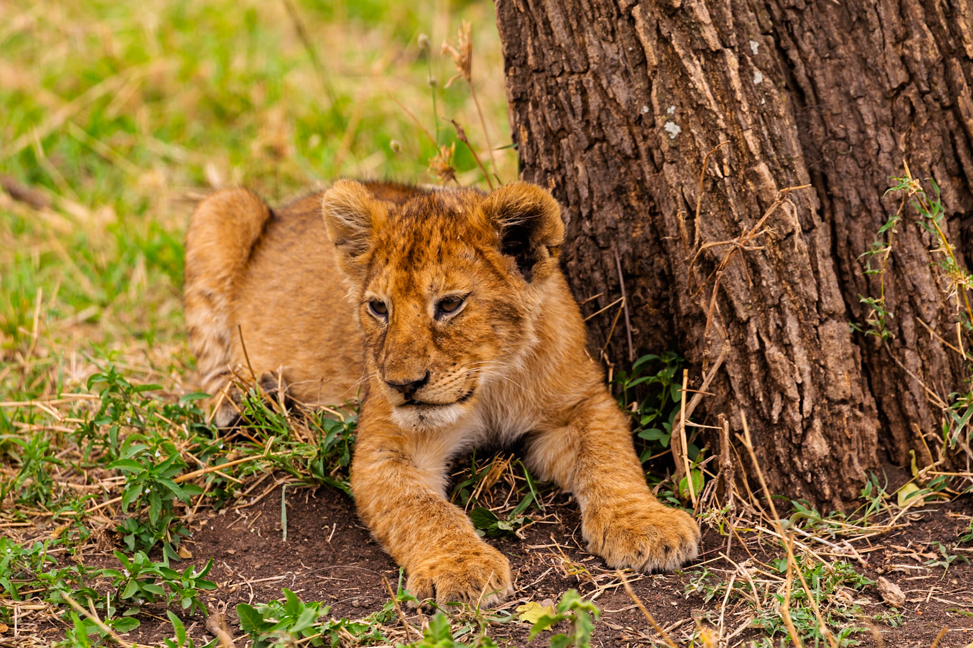 A lion cub rests by a tree in Tanzania's Serengeti National Park. The cub is likely resting to conserve energy for future activities.