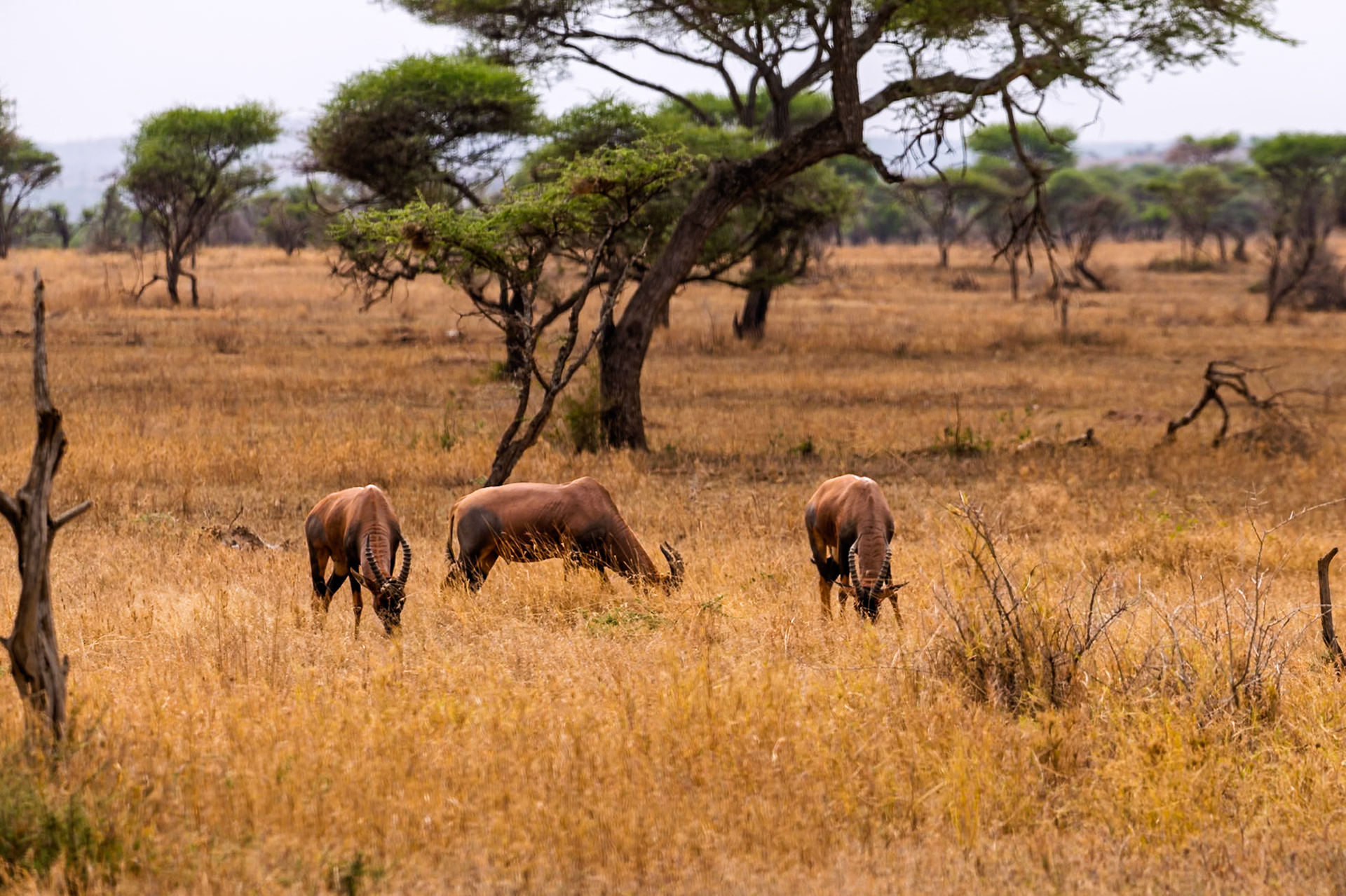 Three Topi graze in Serengeti National Park, Tanzania. They are eating the dry grass to survive.