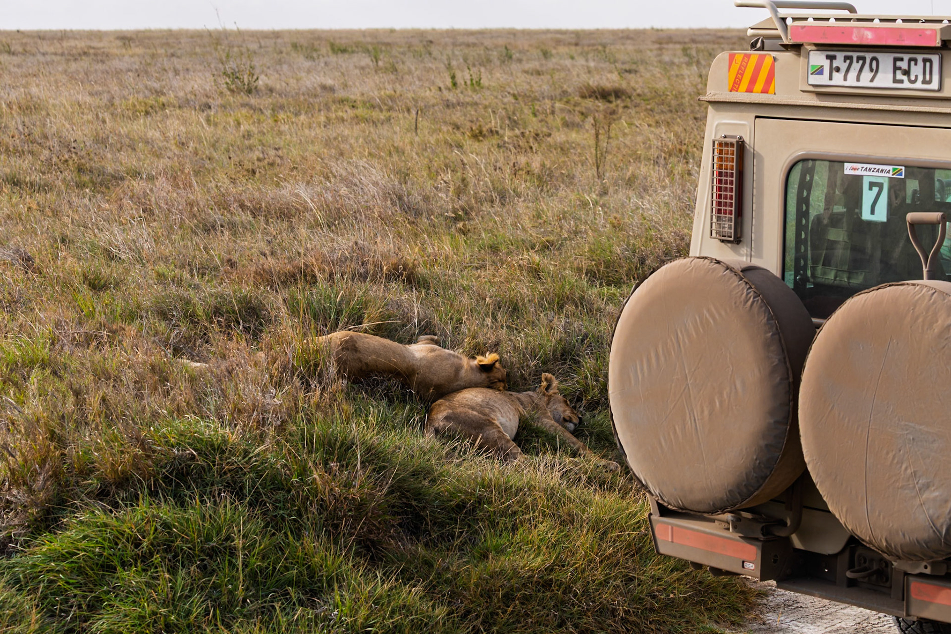 Two lions rest in the grass near a safari vehicle in Tanzania's Serengeti National Park. They are likely resting after a hunt.