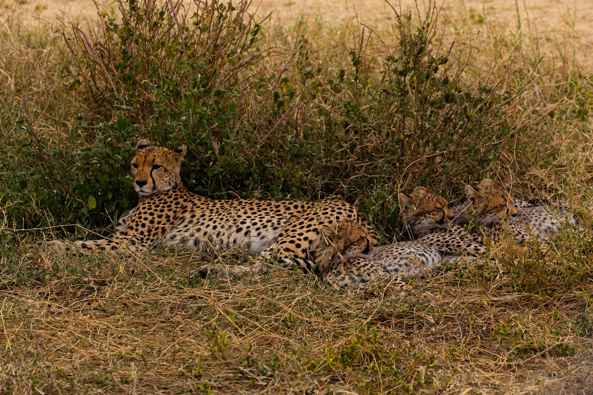 A cheetah rests with her cubs in Serengeti National Park, Tanzania. They are resting in the shade of a bush.