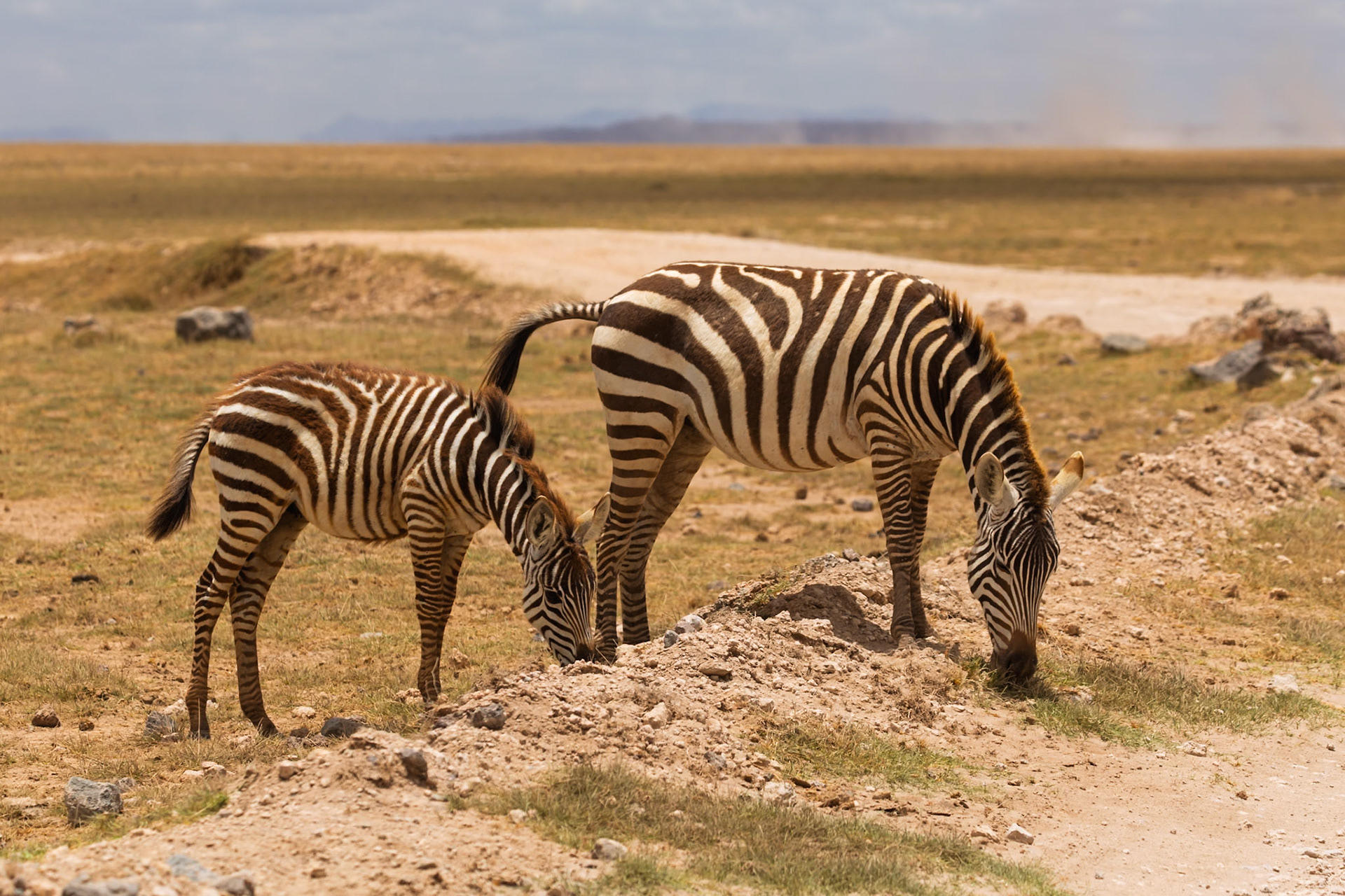 Two zebras graze in Amboseli National Park, Kenya. They are eating grass on a small hill.