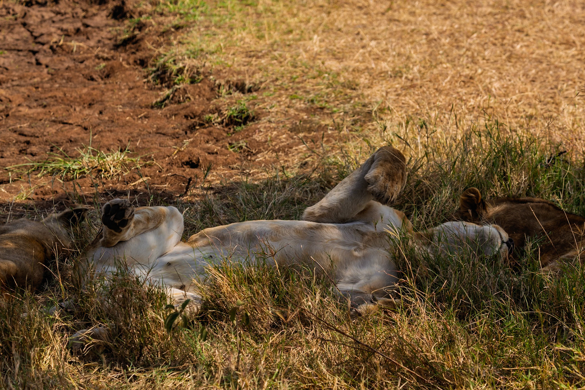 A lioness lounges on her back in Serengeti National Park, Tanzania, paws up, relaxing in the sun with her pride.