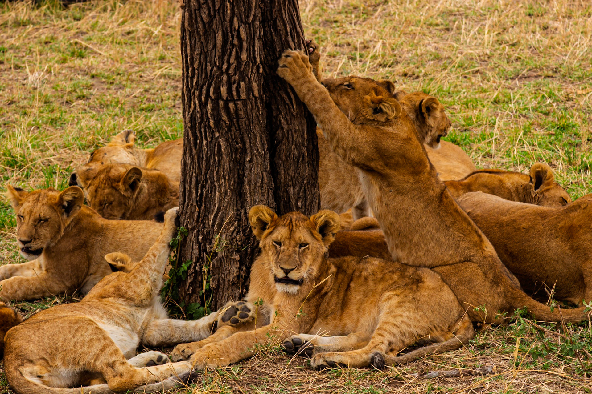 A pride of lions rests by a tree in Serengeti National Park, Tanzania. One cub playfully claws at the bark.