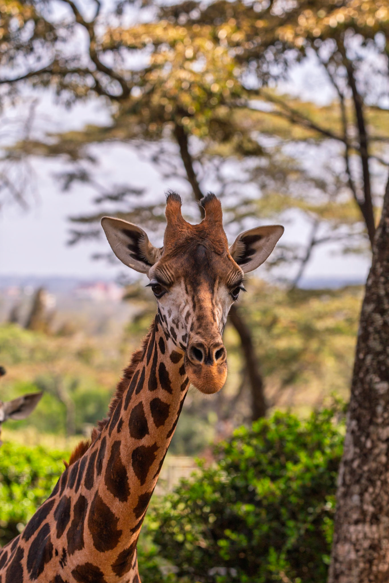 A giraffe stares intently at the camera at Giraffe Center in Kenya, showcasing its unique markings and gentle nature.