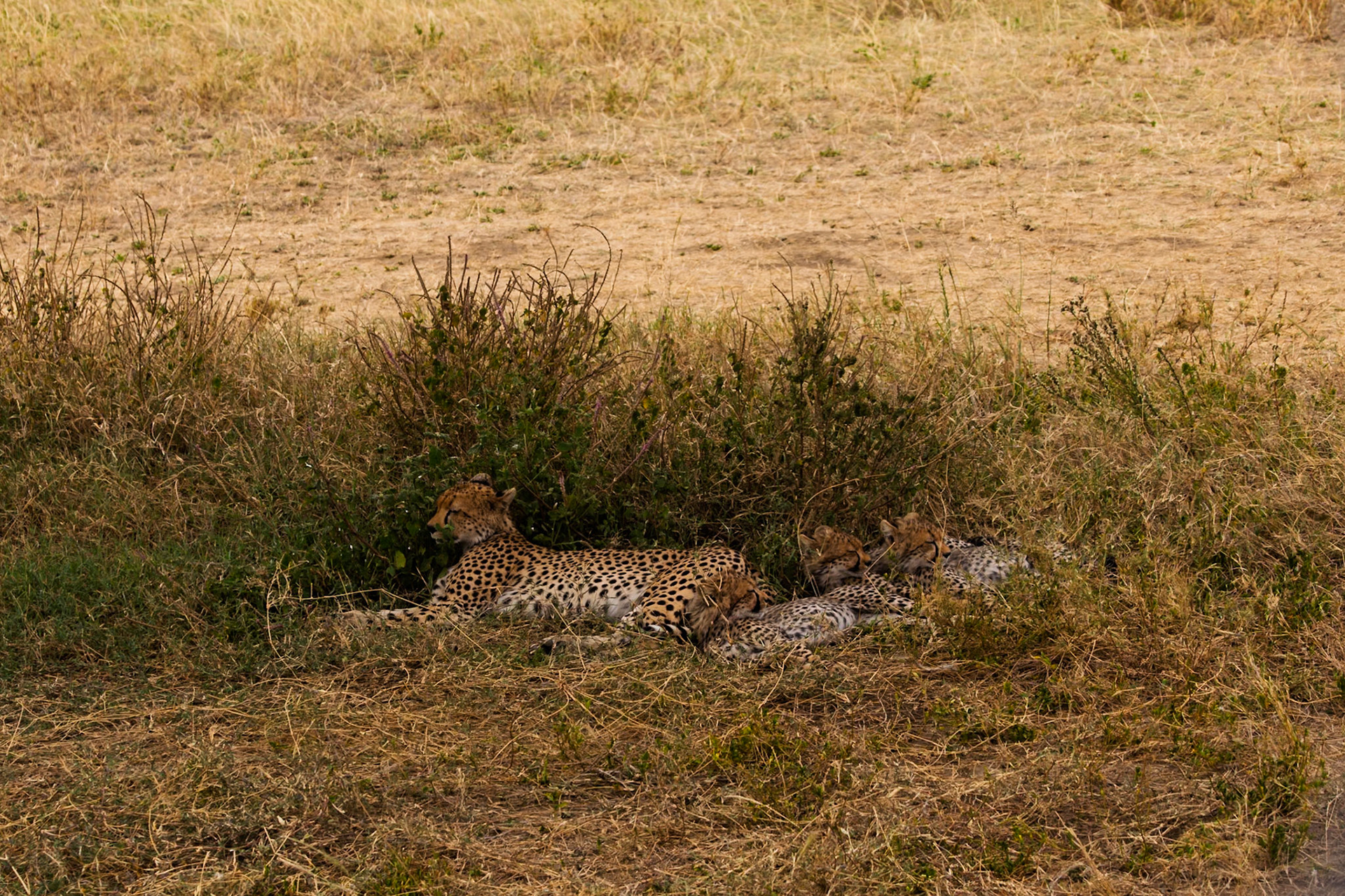 A cheetah and her cubs rest in the shade in Serengeti National Park, Tanzania. They are likely resting to conserve energy.