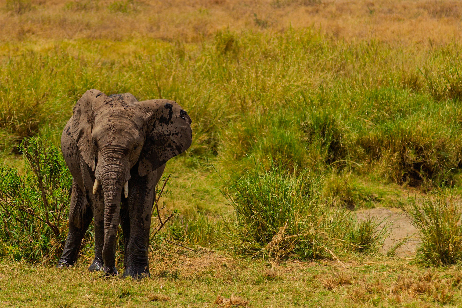 An elephant cools off with a mud bath in Tanzania's Serengeti National Park, protecting its skin from the sun and insects.