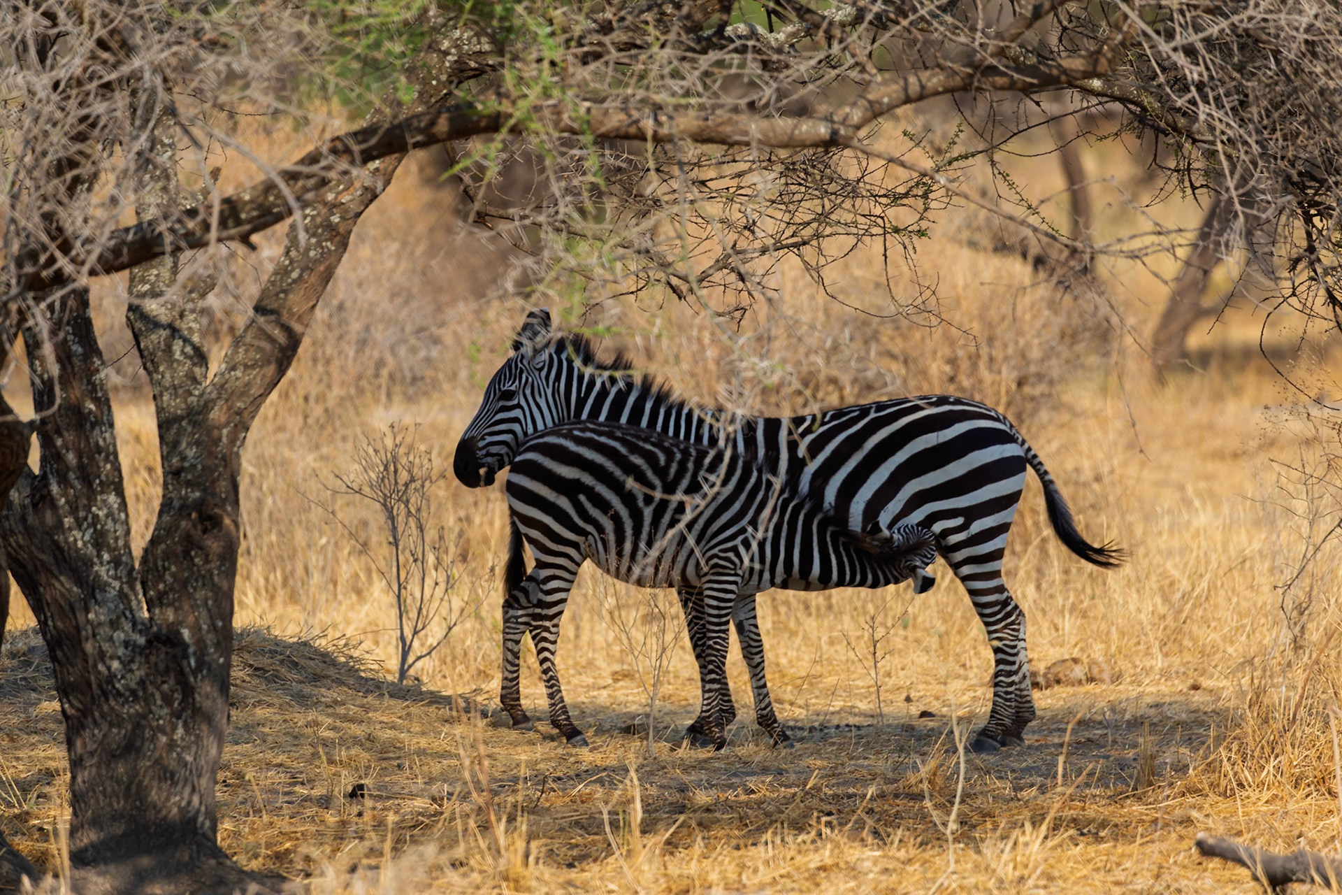 A zebra mother nurses her foal under a tree in Tarangire National Park, Tanzania, providing essential nourishment.