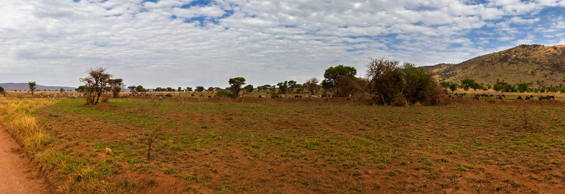 Zebras and wildebeest graze together in Serengeti National Park, Tanzania, showcasing the diverse wildlife of the African savanna.