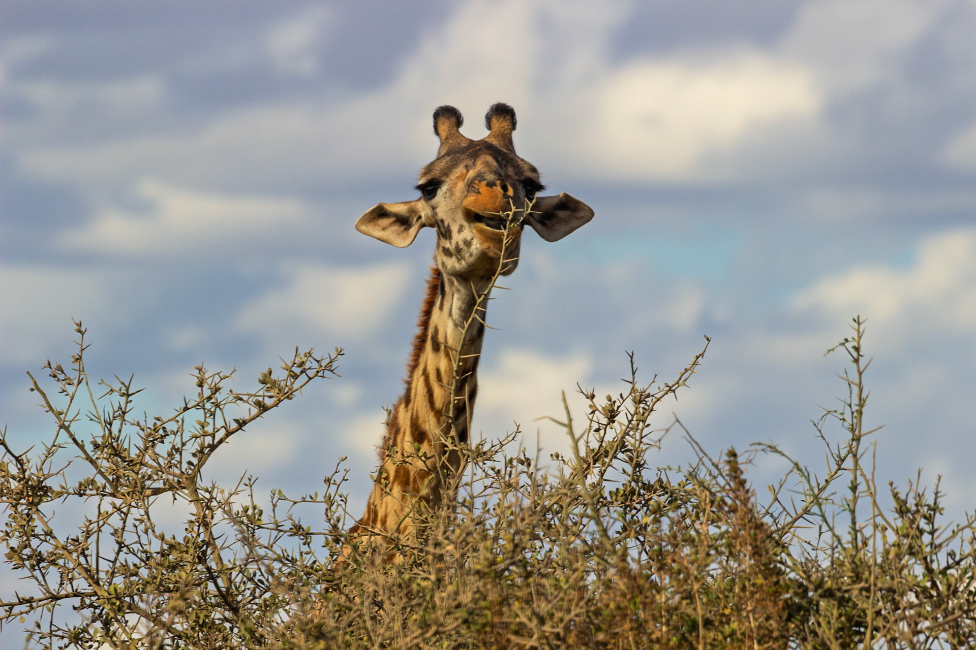 A giraffe munches on a thorny bush in Kenya's Amboseli National Park. It's eating to survive in its natural habitat.
