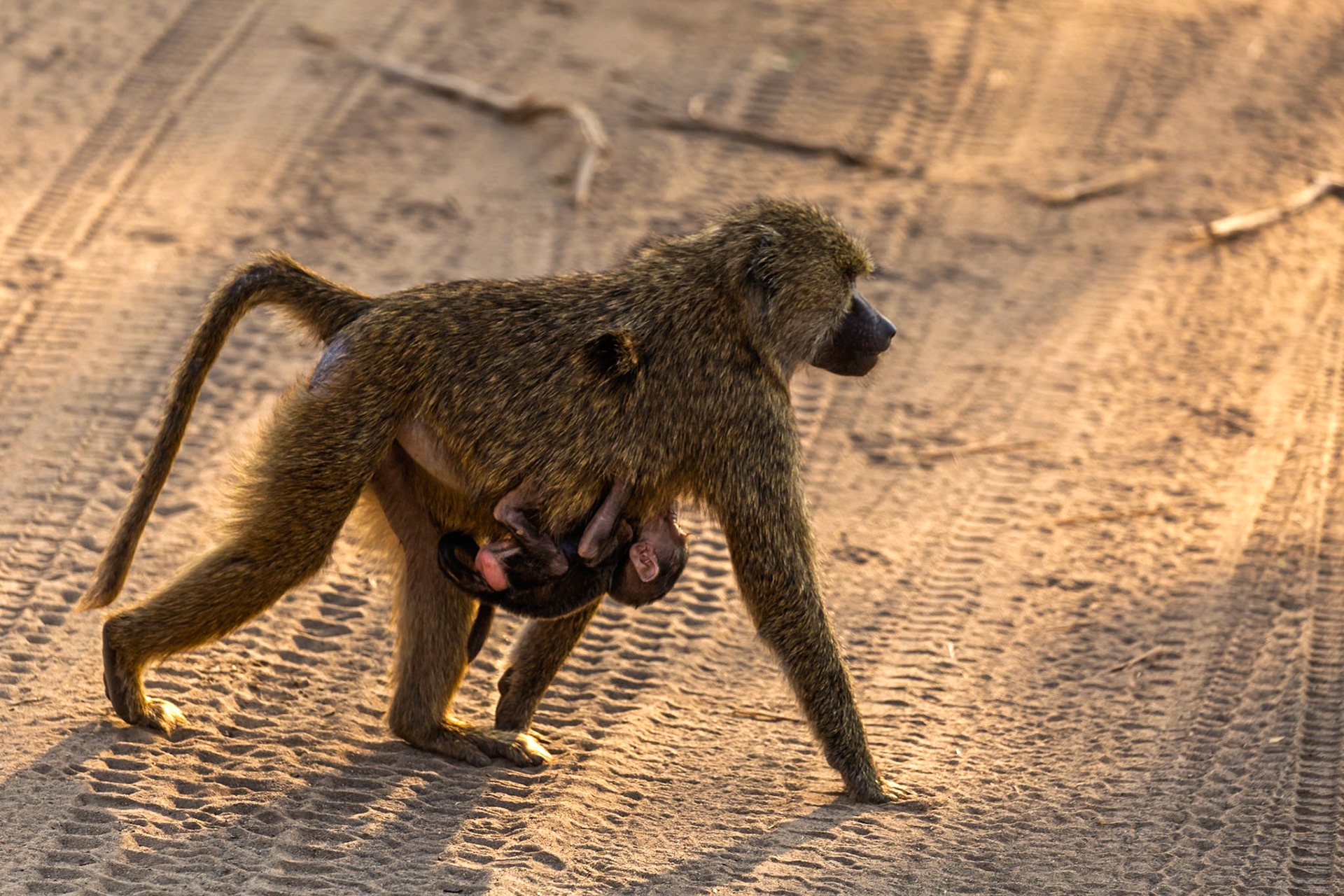 A baboon carries her baby across a dirt road in Tanzania's Tarangire National Park, ensuring its safety and well-being.