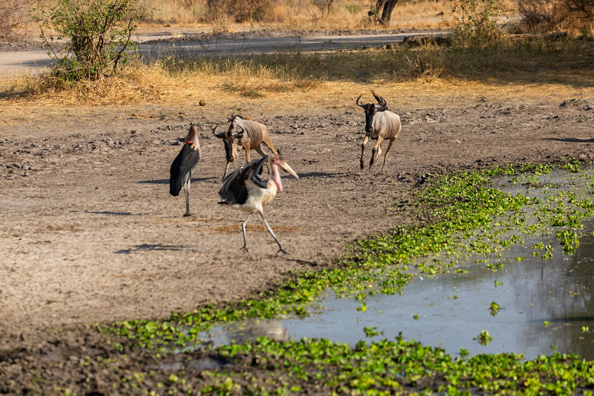 Marabou storks and wildebeest gather at a watering hole in Tarangire National Park, Tanzania, seeking refreshment and sustenance.