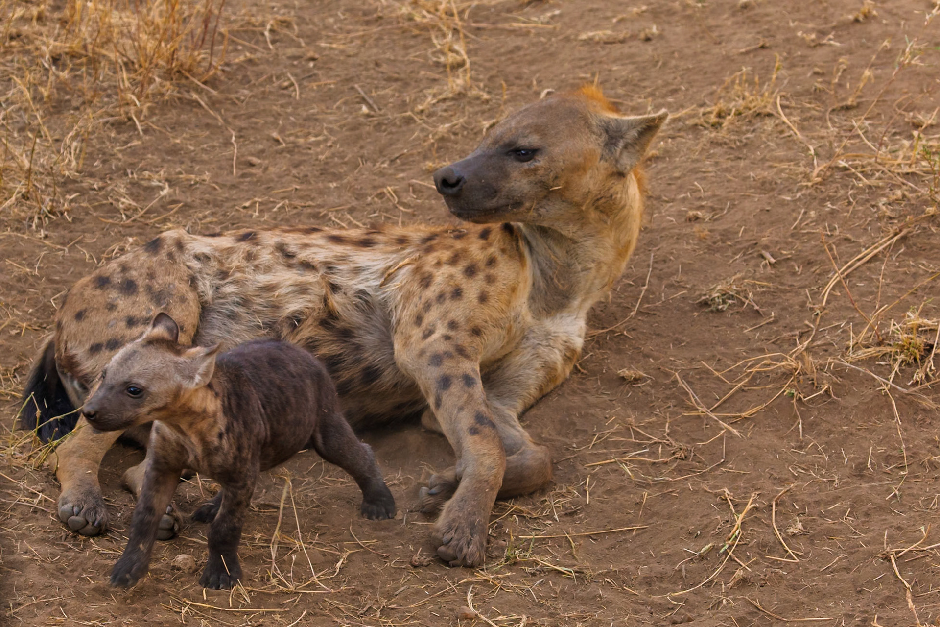 A spotted hyena rests as its cub explores the Serengeti National Park in Tanzania.