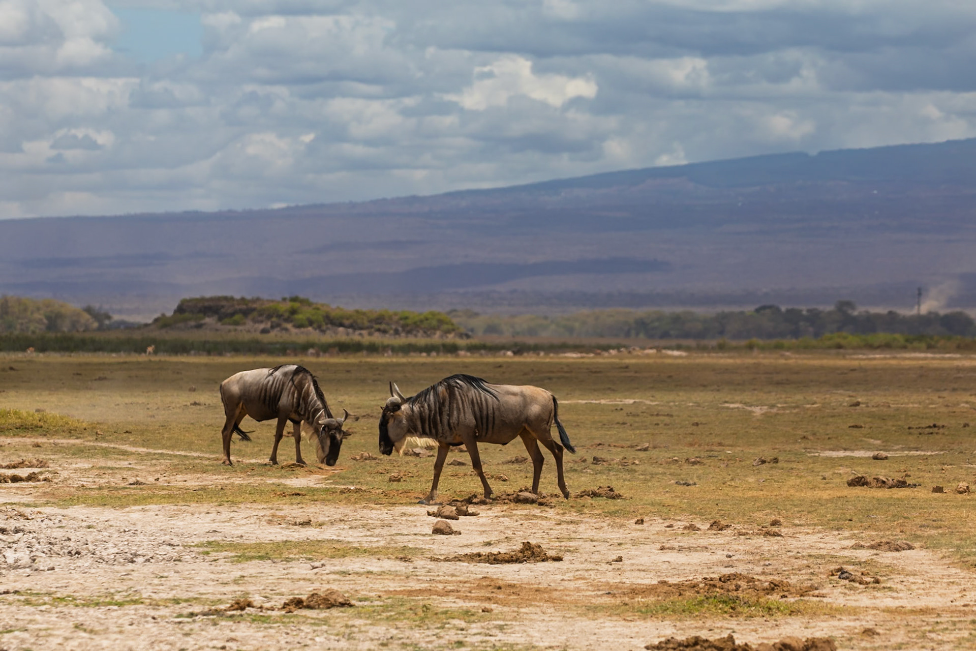 Two wildebeest graze in Amboseli National Park, Kenya. They are eating in a field on a cloudy day.