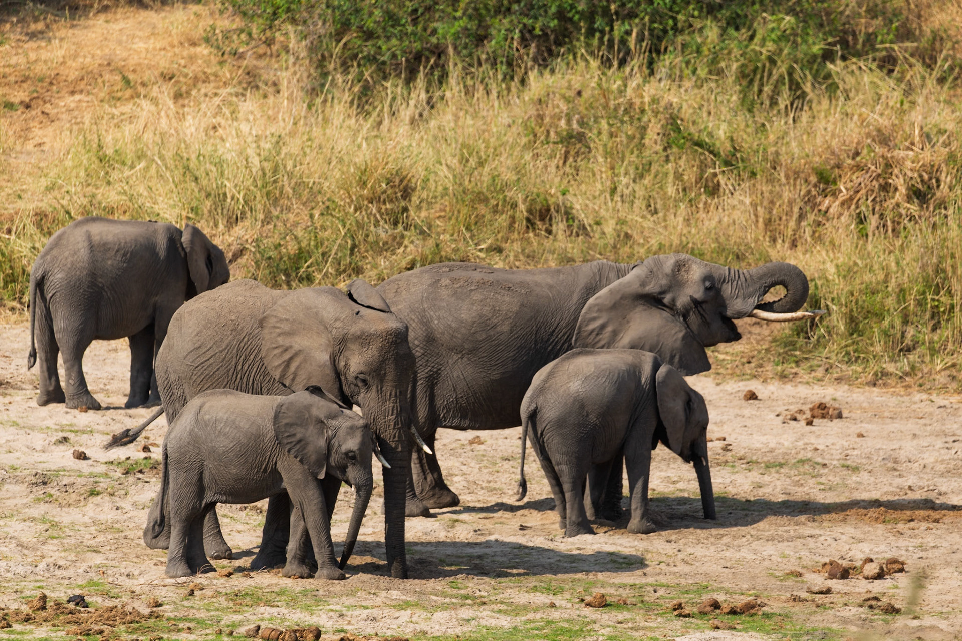 A family of elephants, including calves, gathers in Tarangire National Park, Tanzania. One adult raises its trunk, possibly sensing water.
