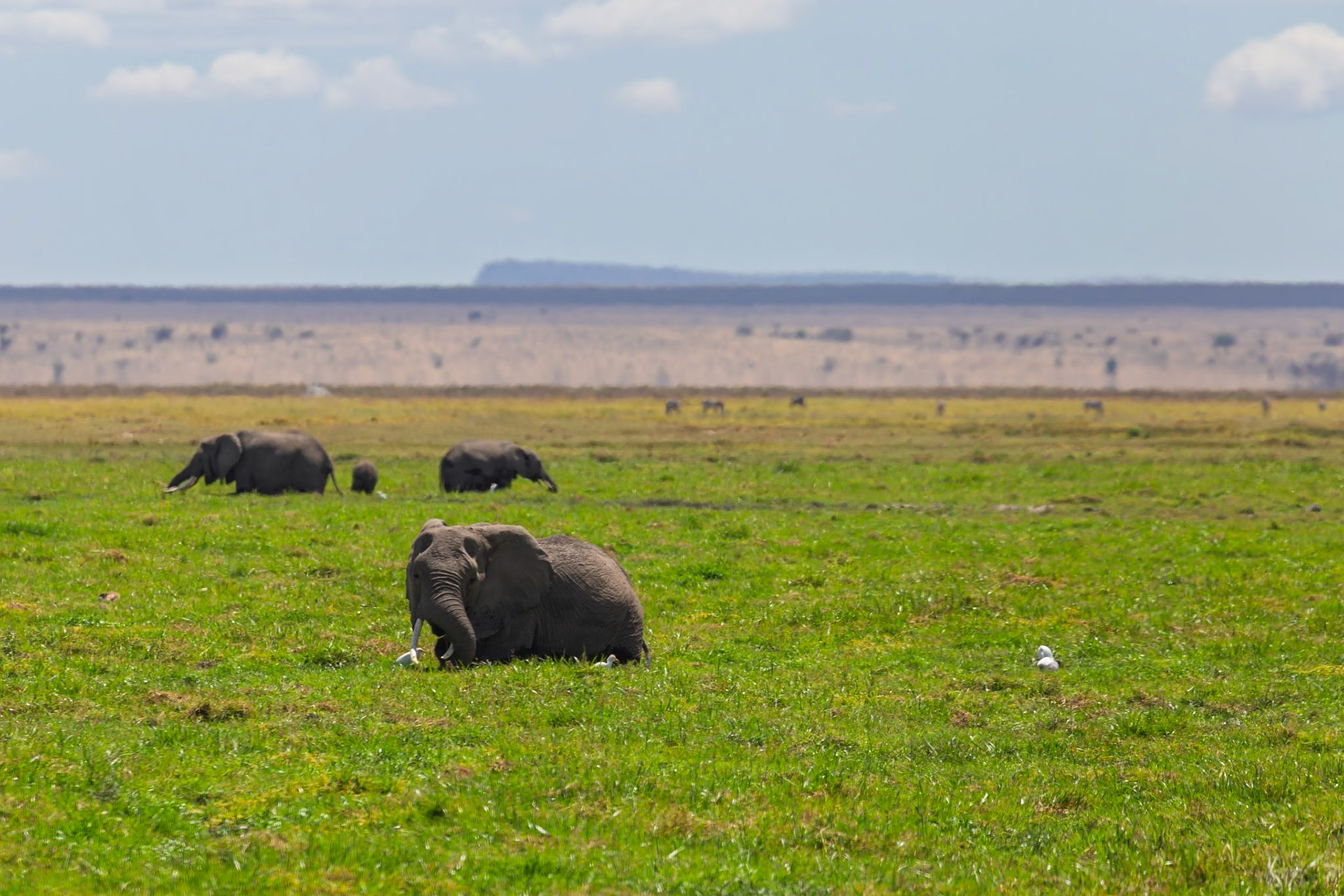 Elephants rest in Amboseli National Park, Kenya. They are resting in the grass, likely to cool down and conserve energy.
