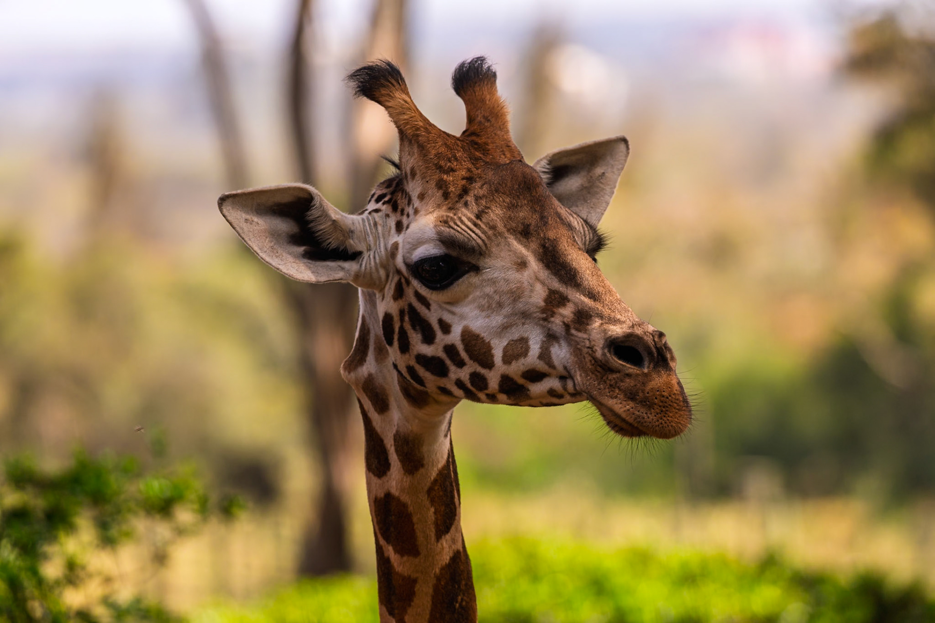 A giraffe at Giraffe Center, Kenya, is looking at something in the distance. It is a sunny day and the giraffe is surrounded by trees.