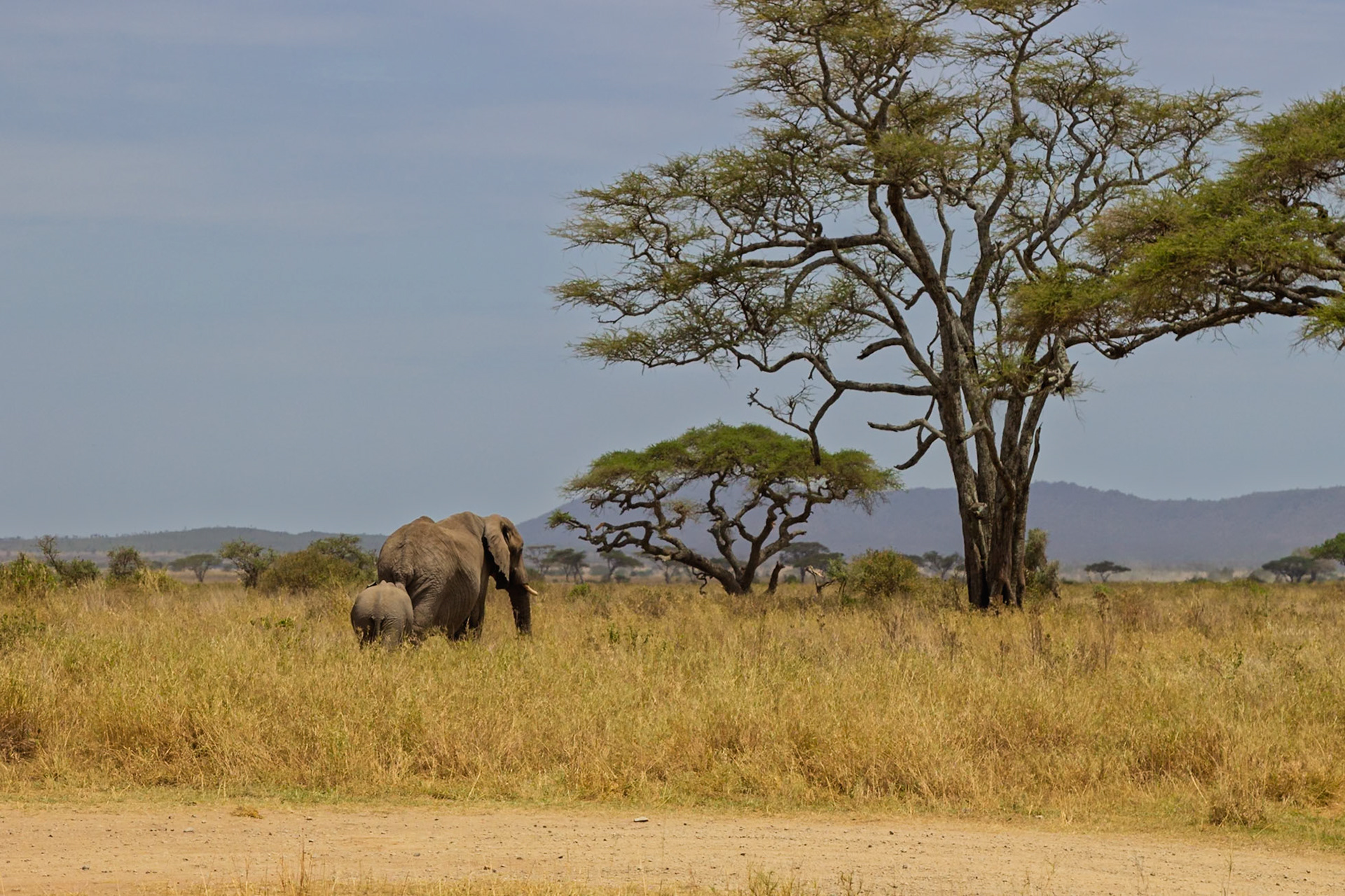 An elephant mother and her calf walk through the Serengeti National Park in Tanzania, seeking food and safety.