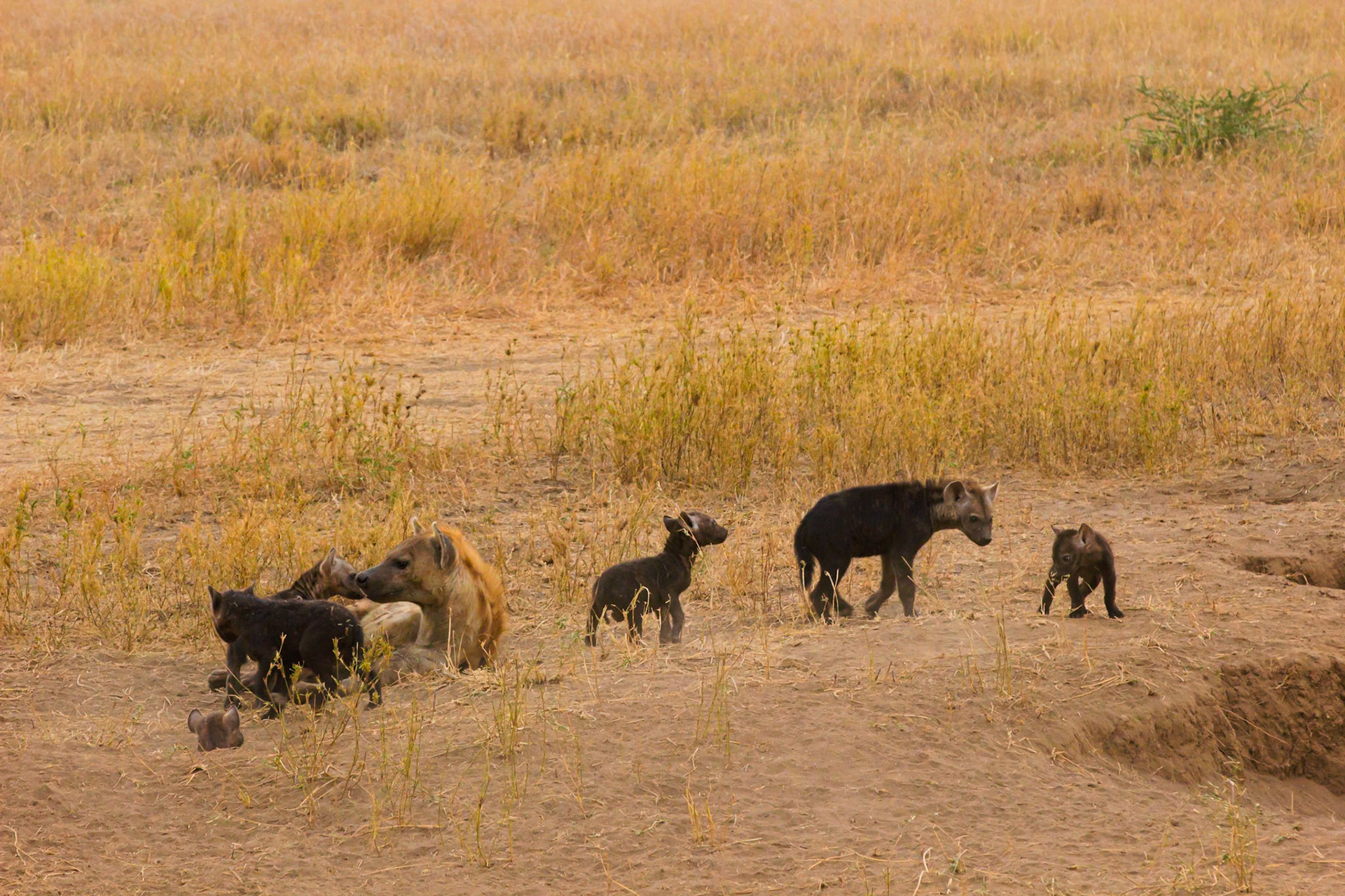 A clan of spotted hyenas, including young cubs, are seen in their natural habitat in Serengeti National Park, Tanzania.