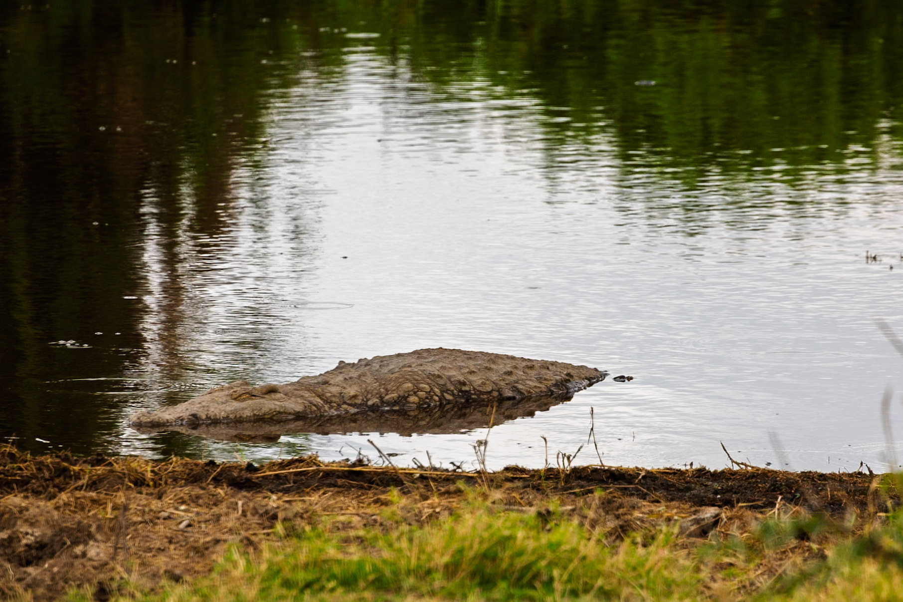 A crocodile rests in the water, camouflaged against the shoreline in Tanzania's Serengeti National Park.