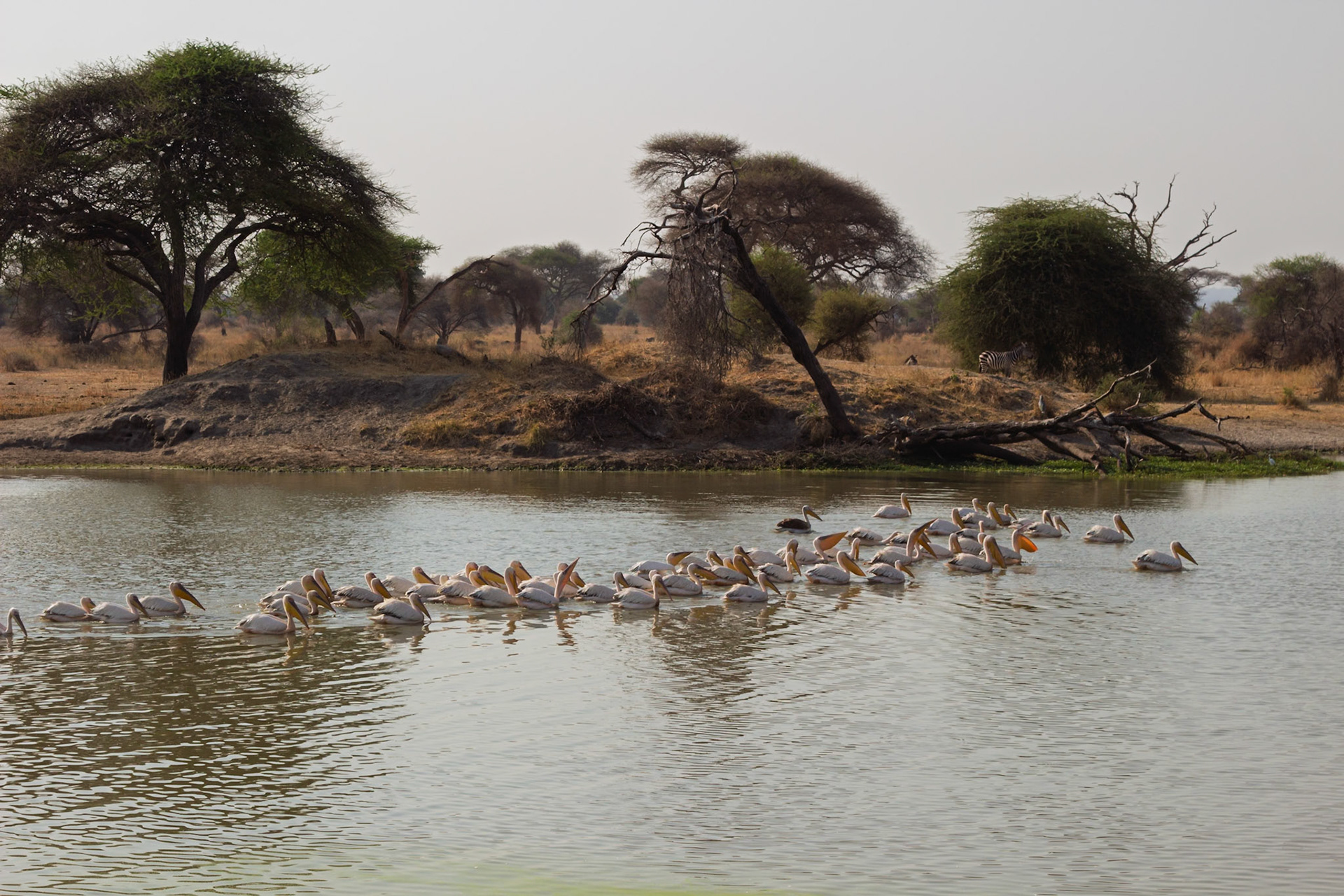 Pelicans swim in a line on a watering hole in Tarangire National Park, Tanzania, likely foraging for food.