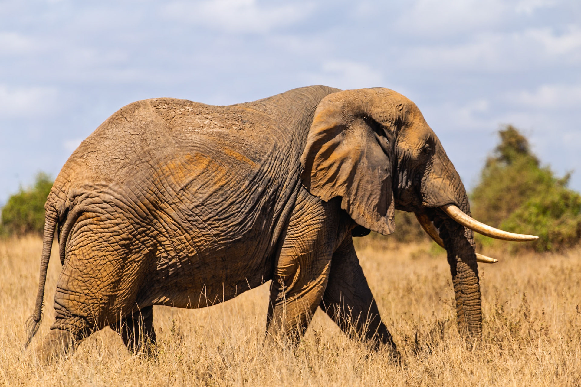 An elephant walks through Amboseli National Park in Kenya, searching for food and water.
