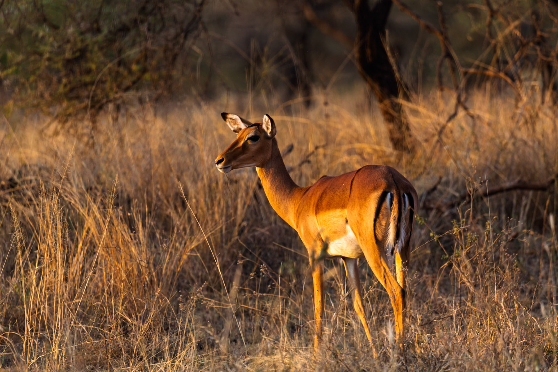 An Impala gazes alertly in Serengeti National Park, Tanzania. It's scanning the savanna, ever watchful for predators.