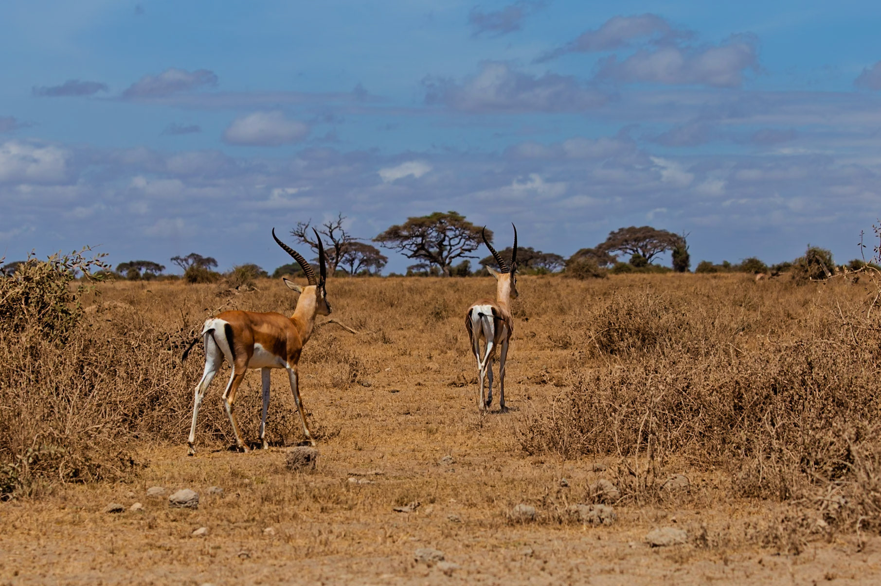 Two Grant's Gazelles roam the dry plains of Kenya's Amboseli National Park, searching for food and water.