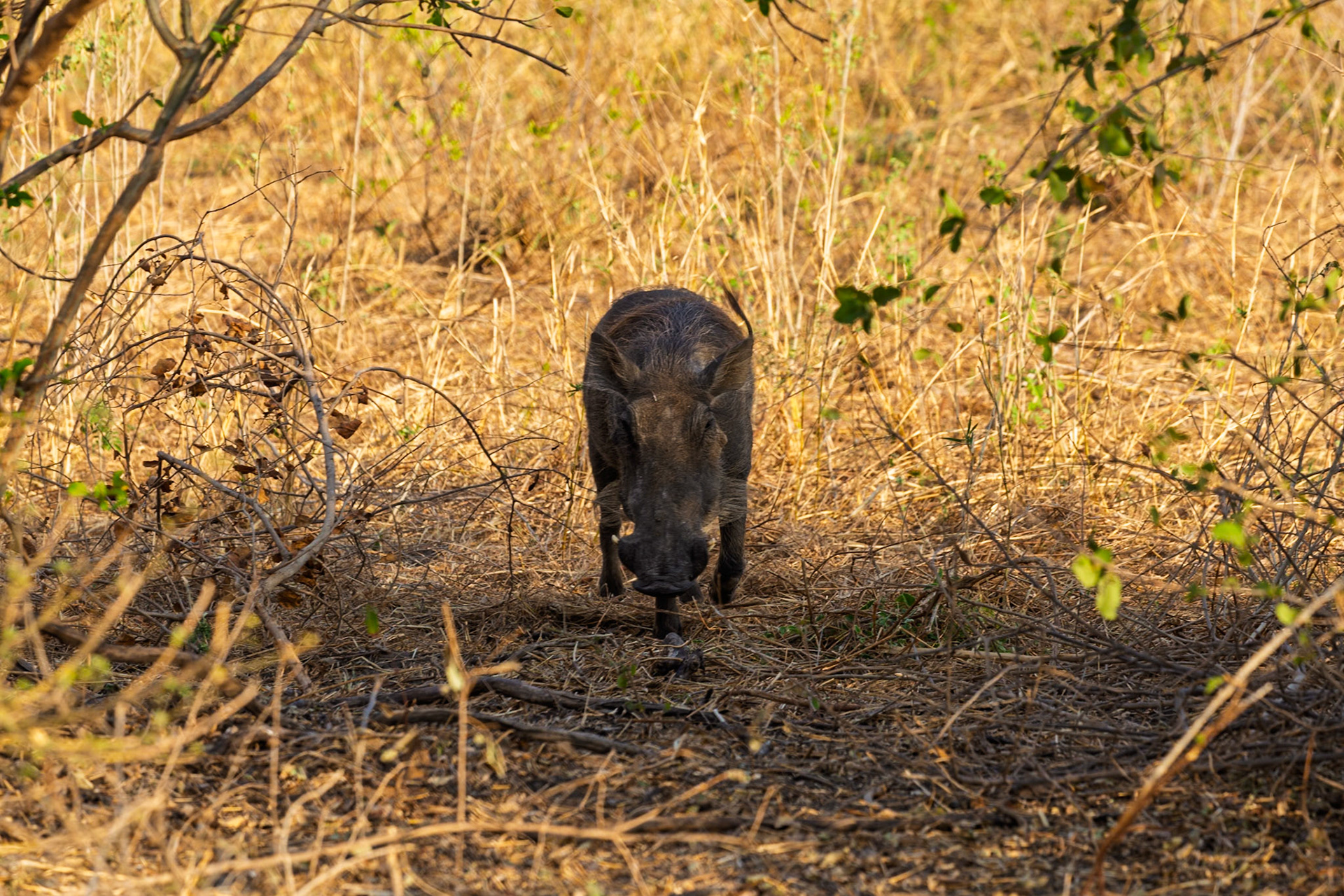 A warthog forages in Tarangire National Park, Tanzania, using its snout to dig for roots and tubers in the dry, grassy landscape.