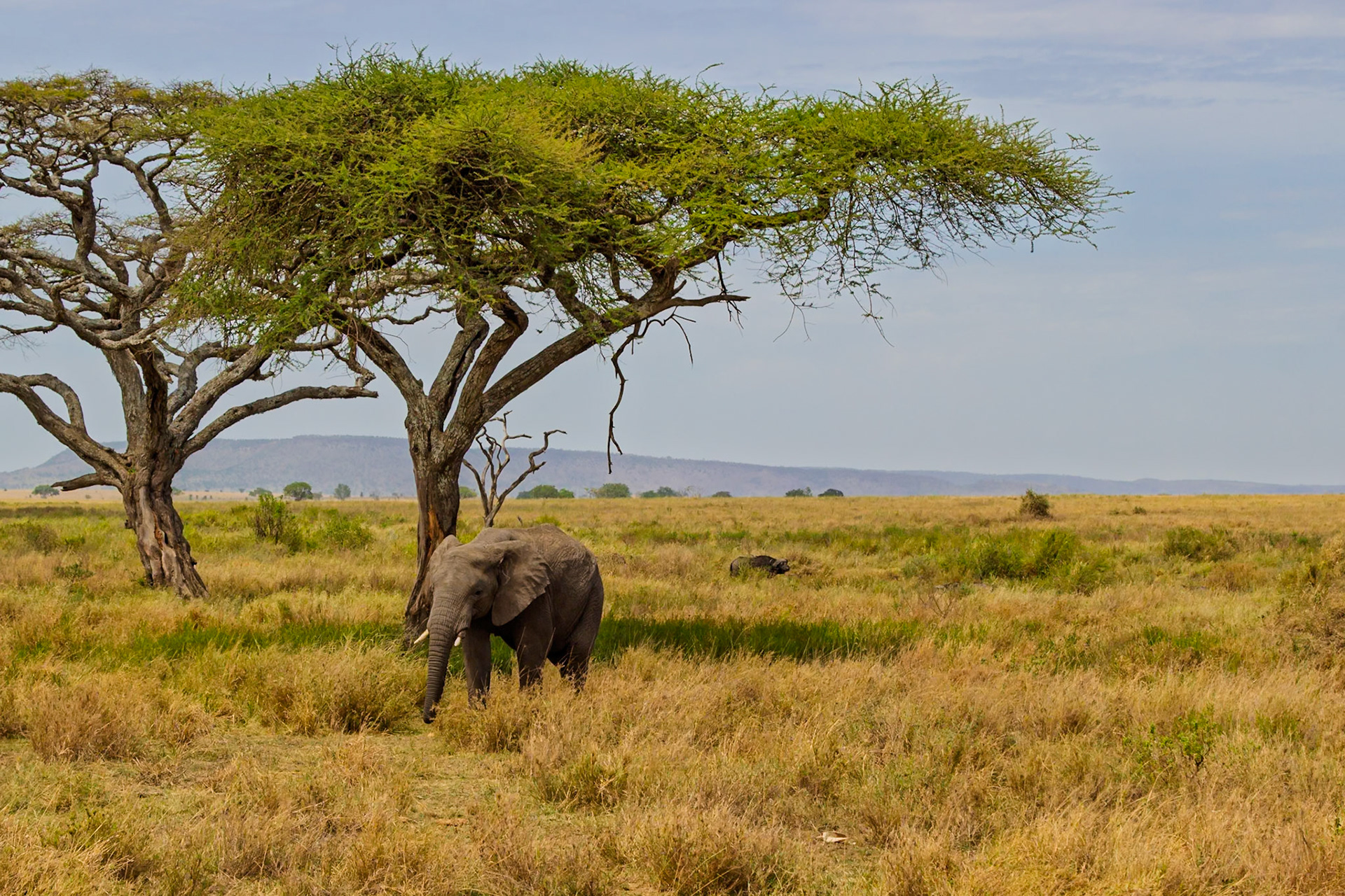 An elephant grazes in Serengeti National Park, Tanzania, seeking shade under an acacia tree on a sunny day.