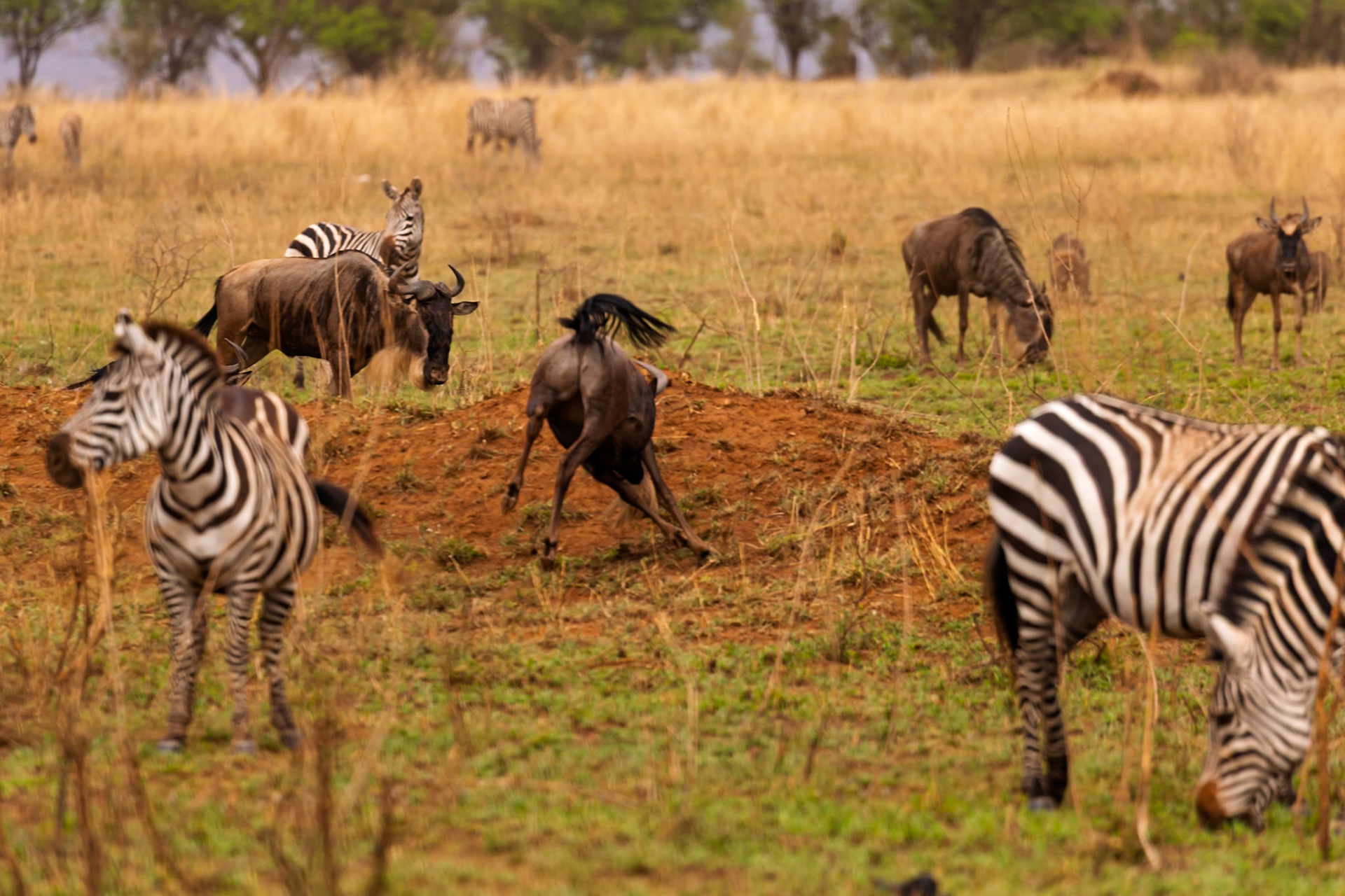 Zebra and wildebeest graze in Serengeti National Park, Tanzania. One wildebeest kicks up dirt, perhaps in play or defense.