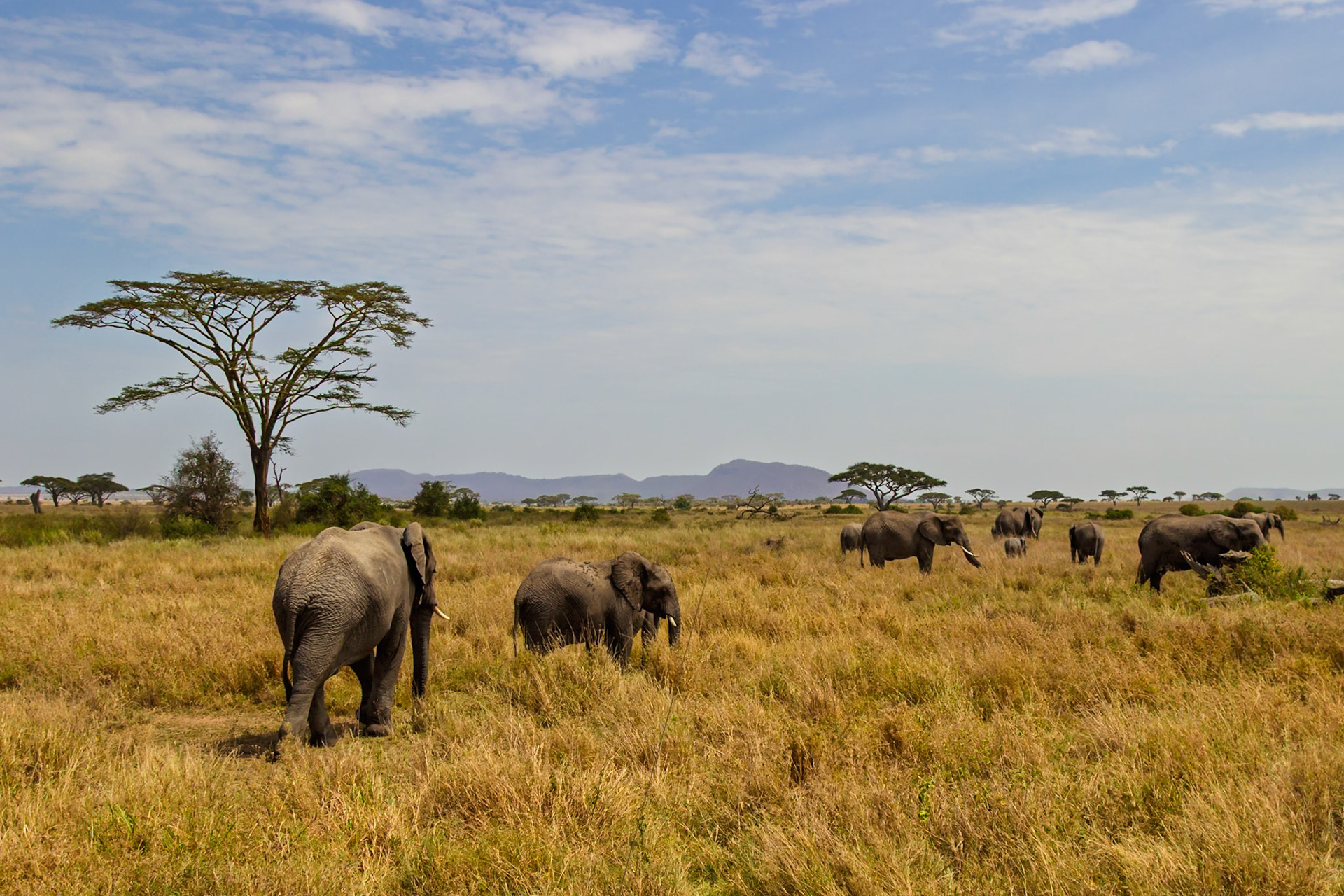 A herd of elephants graze in the Serengeti National Park, Tanzania, enjoying the tall grasses under a partly cloudy sky.