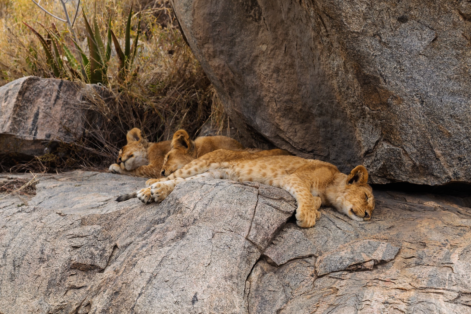 Lion cubs nap on a rock in Tanzania's Serengeti National Park. They are resting to conserve energy for future activities.