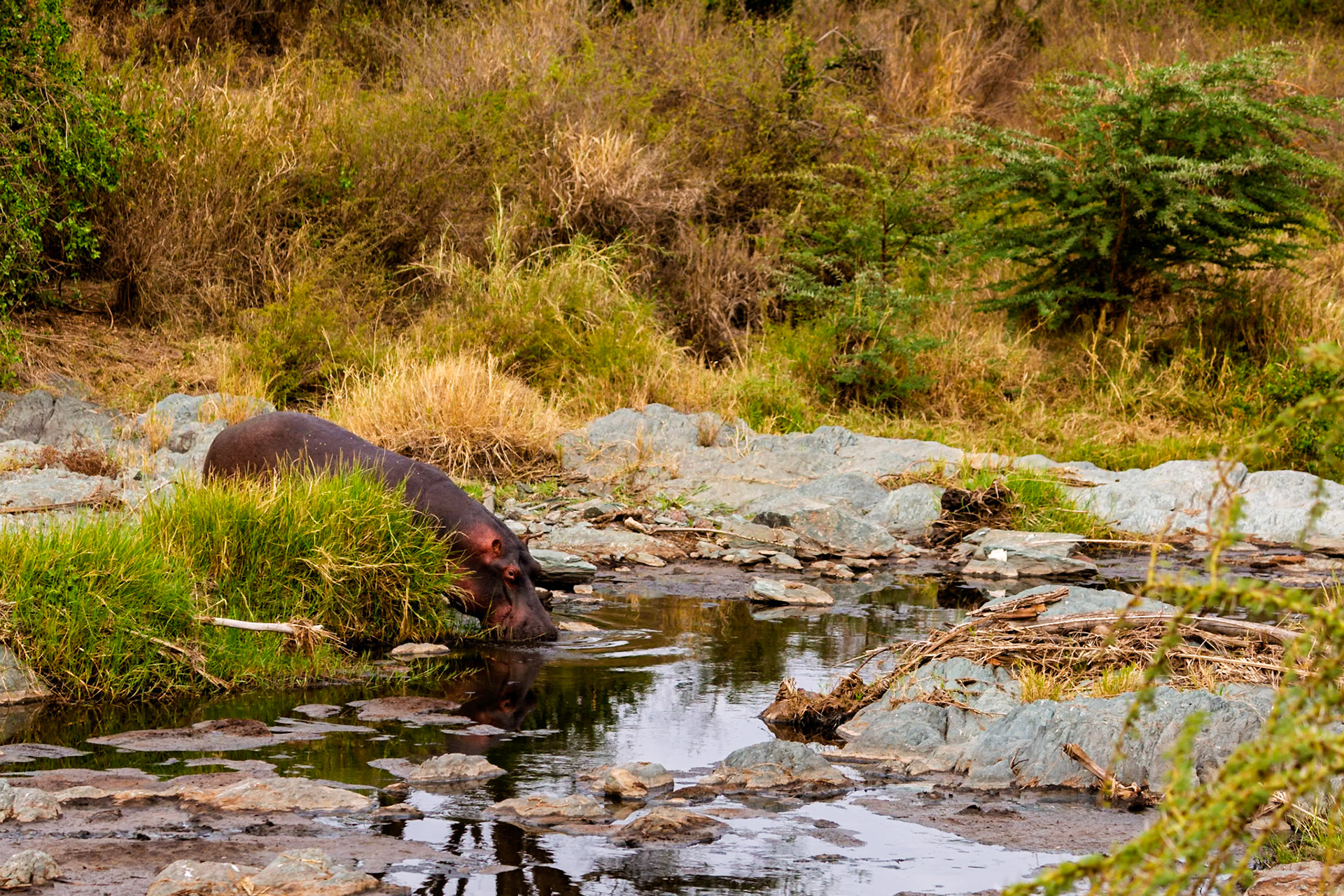 A hippo drinks from a watering hole in Serengeti National Park, Tanzania. They need to stay hydrated.