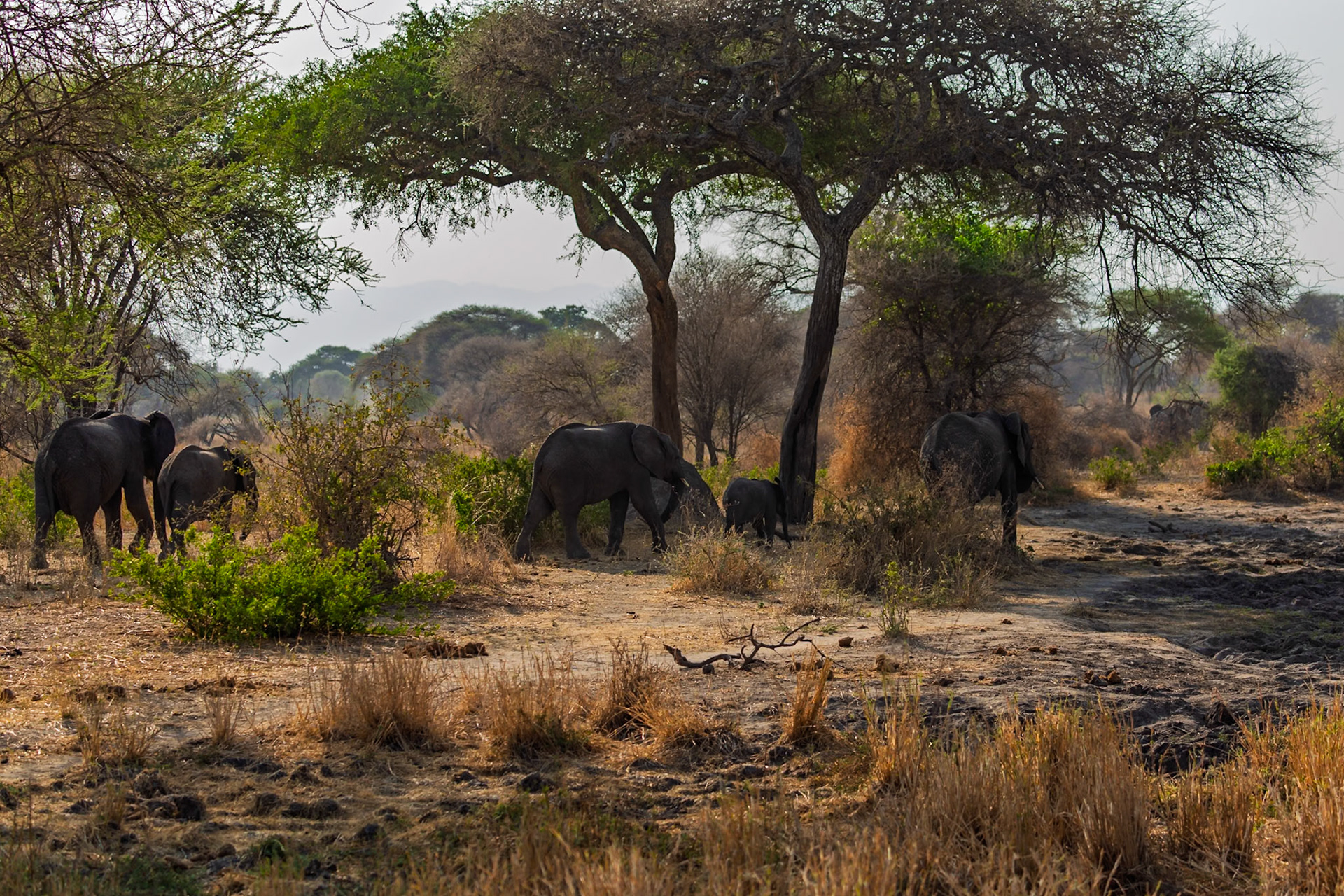 A family of elephants seeks shade under the trees in Tanzania's Tarangire National Park, escaping the heat of the day.